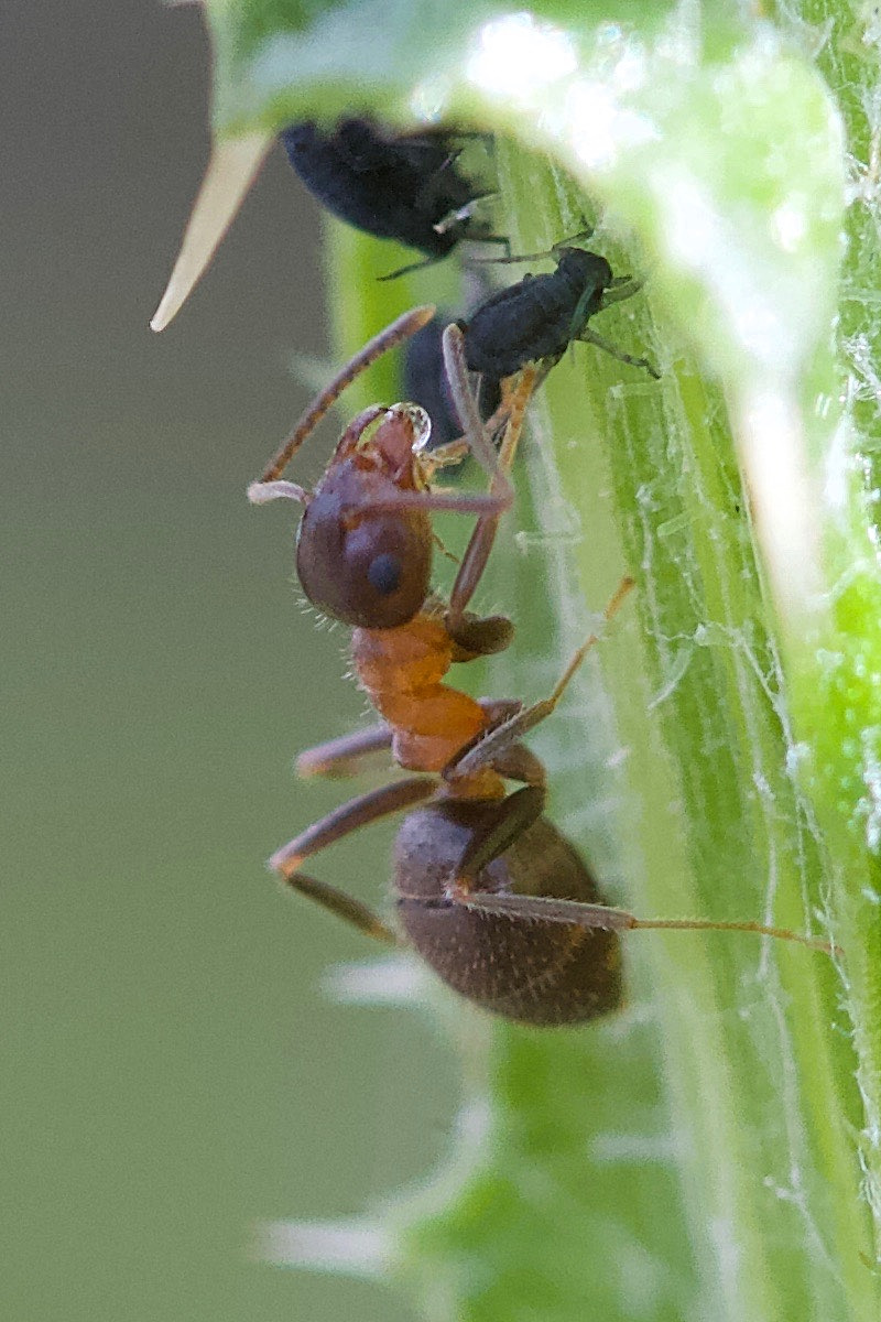 lasius_emarginatus1md