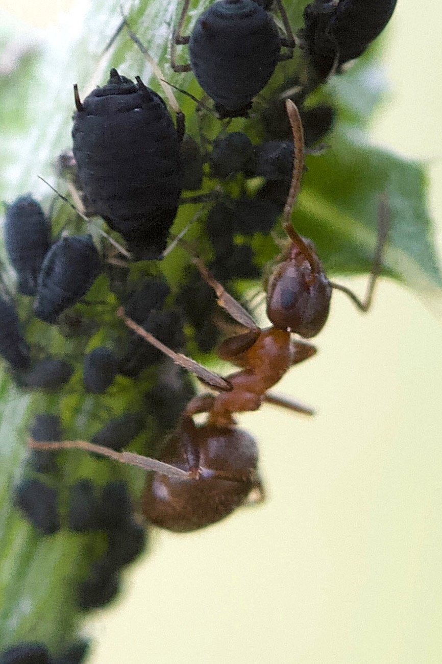 lasius_emerginatus2md