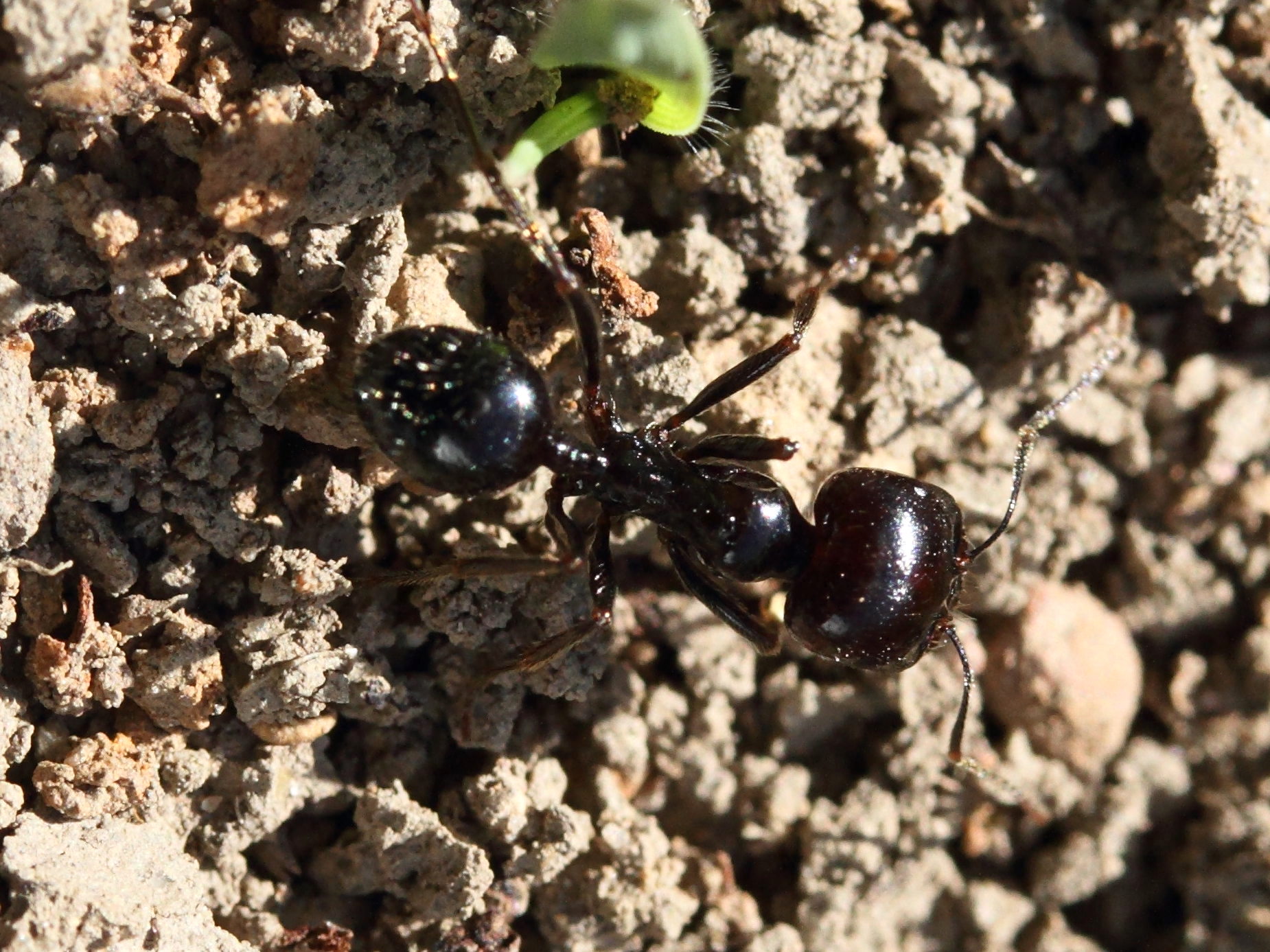 lasius_fuliginosus1md