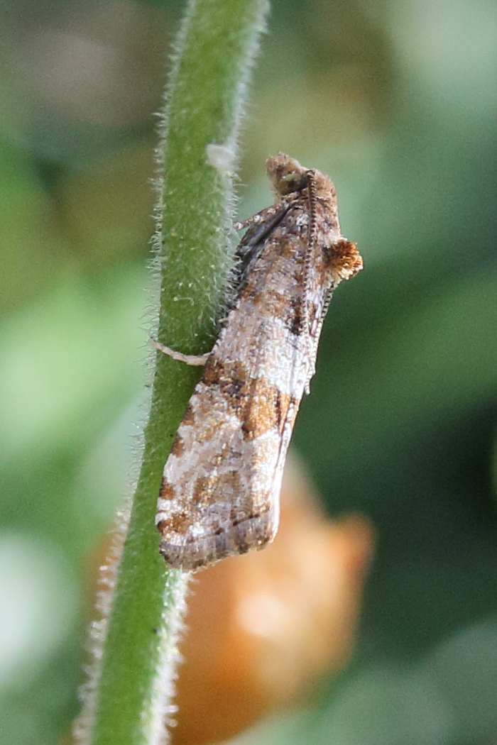 lobesia_littoralis1md