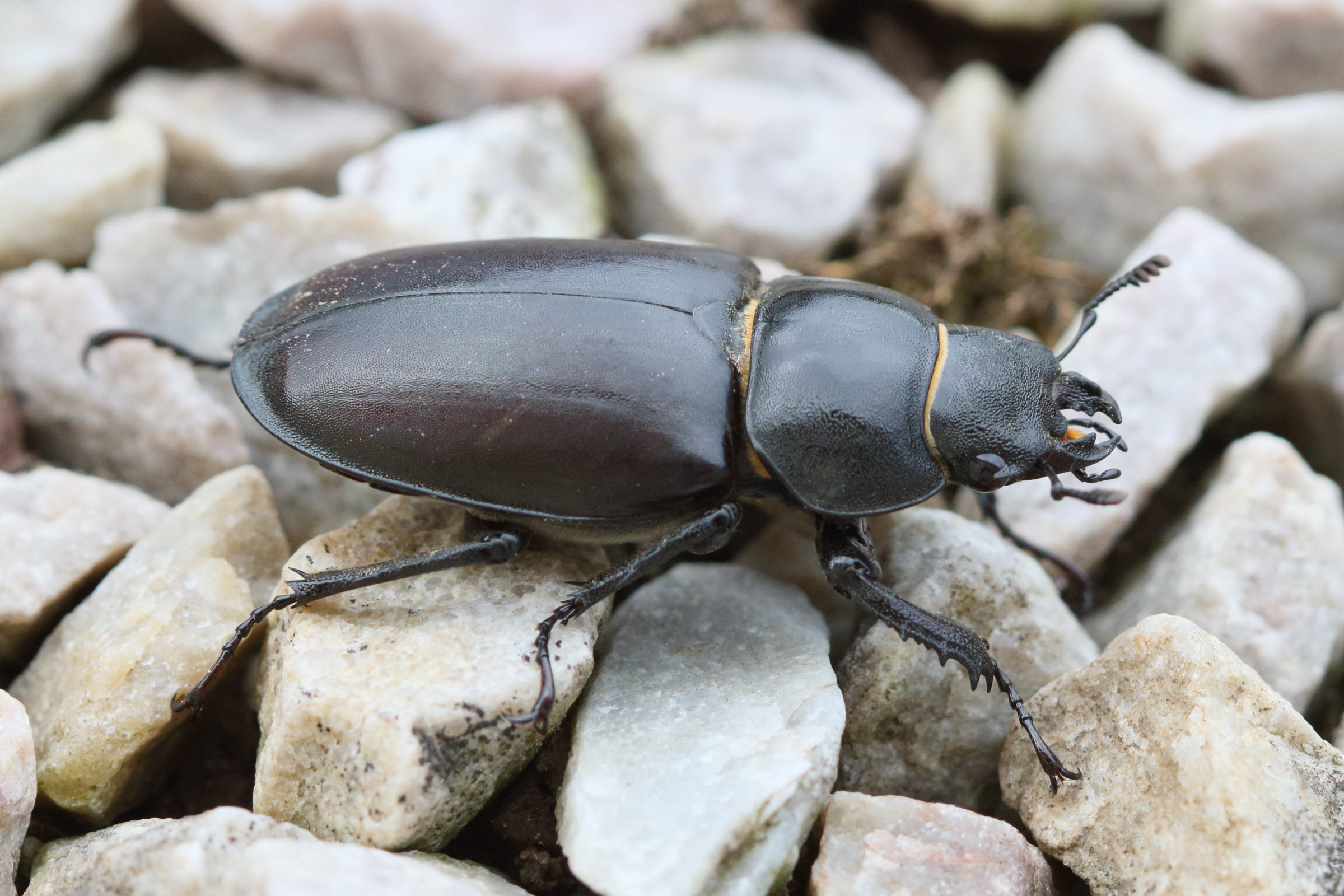 lucanus_cervus6md
