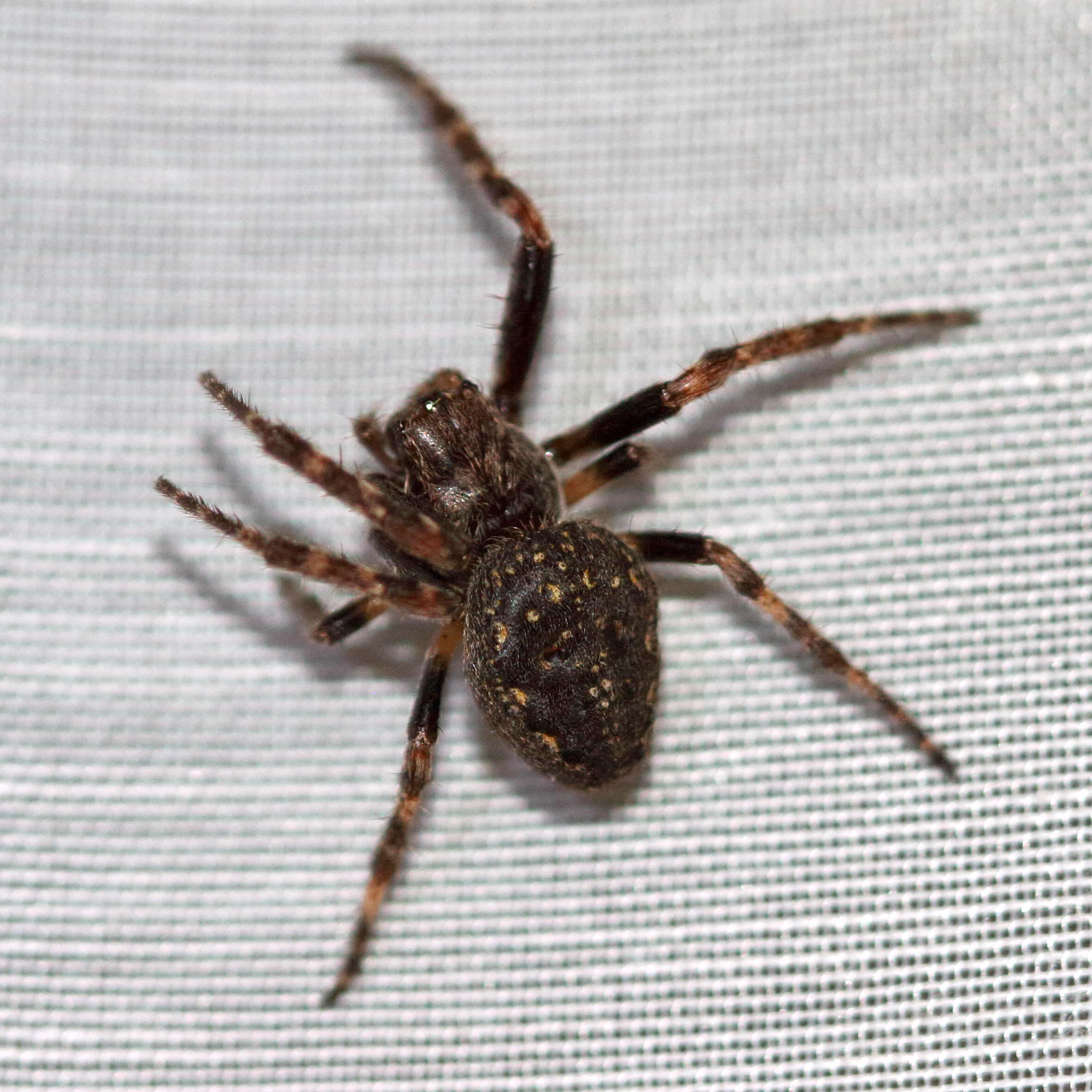 Afficher le média nuctenea_umbratica5md nuctenea_umbratica5md