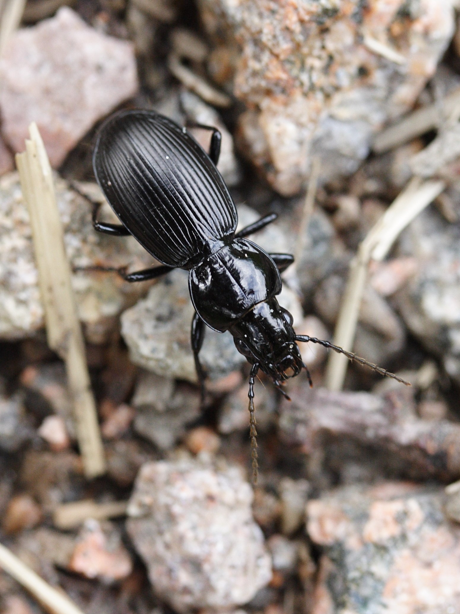 pterostichus_madidus4md