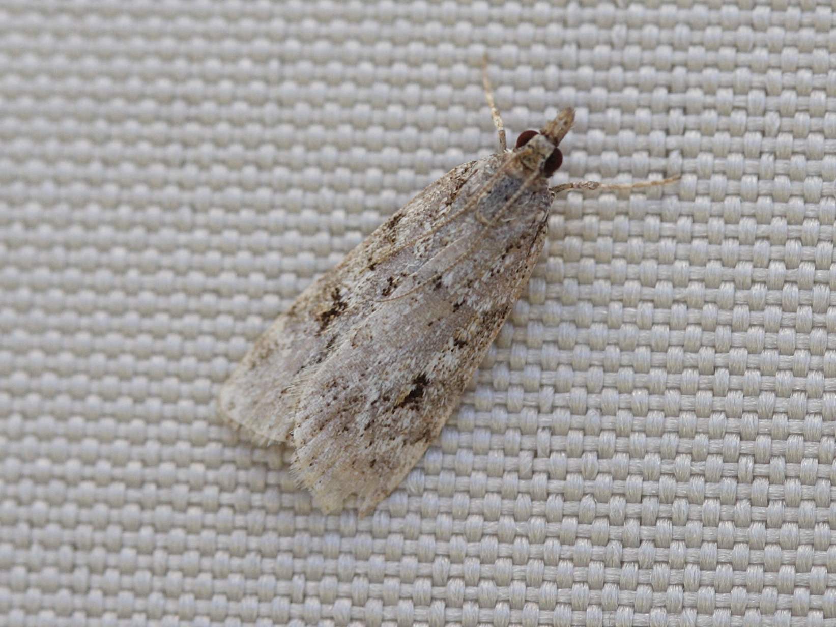 scoparia_ambigualis1bd