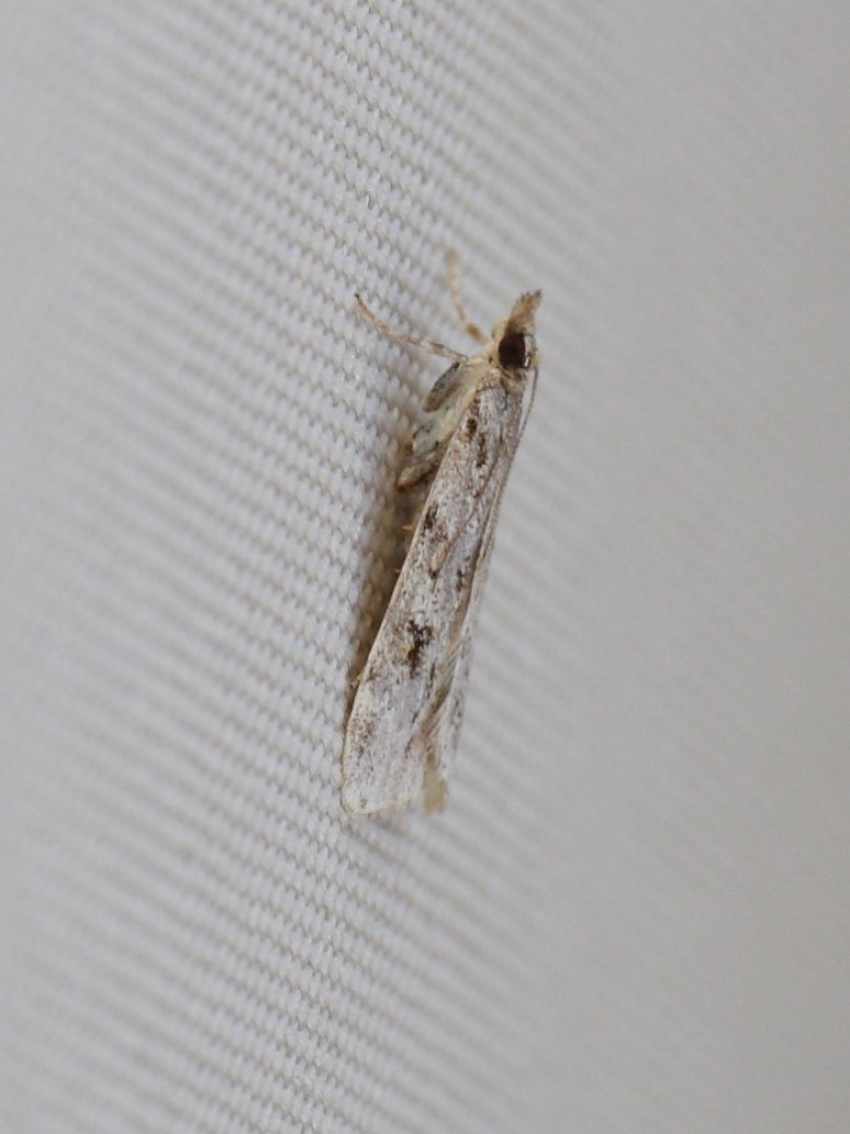 scoparia_ambigualis2bd