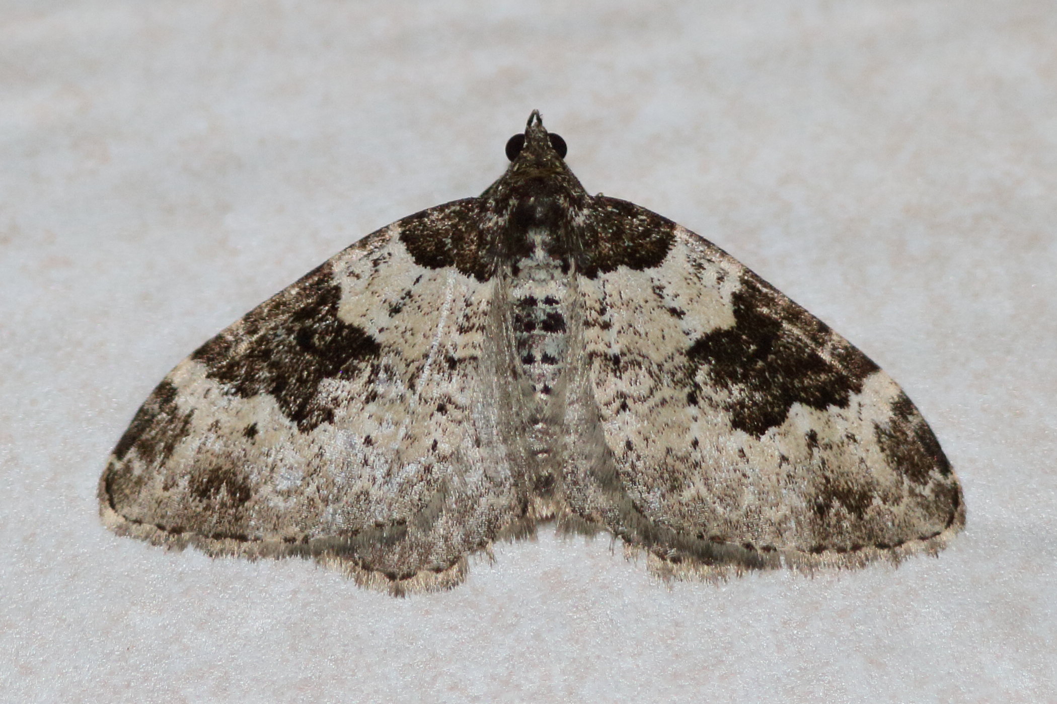 Afficher le média xanthorhoe_fluctuata4md xanthorhoe_fluctuata4md