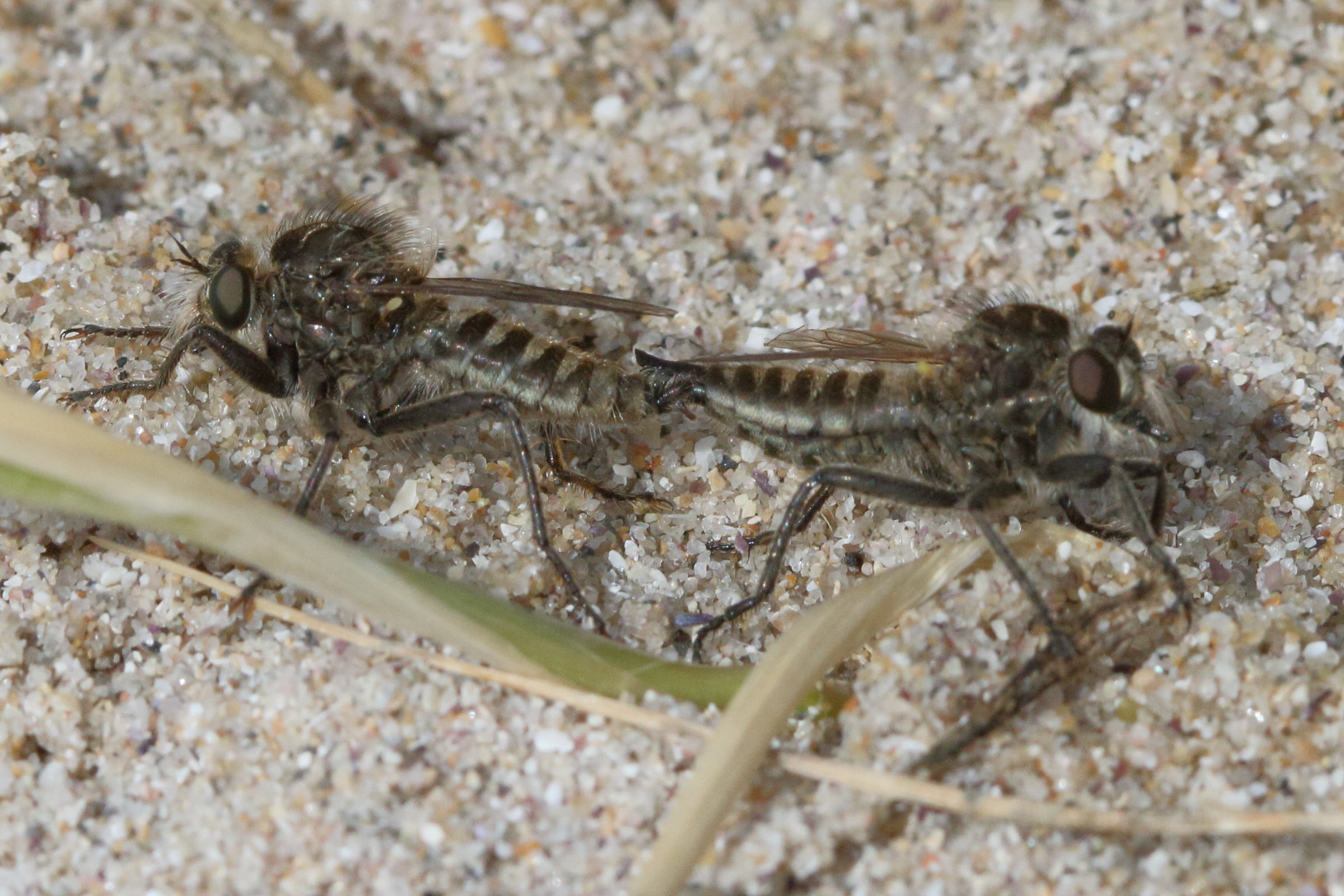 dysmachus_trigonus1md