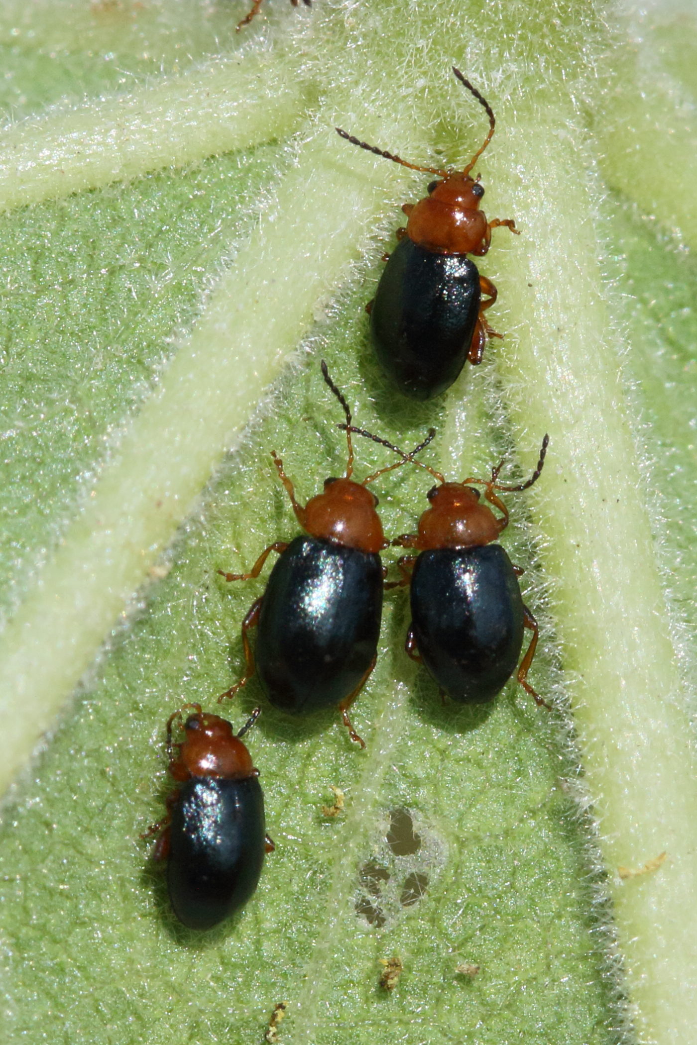 podagrica_fuscicornis2md