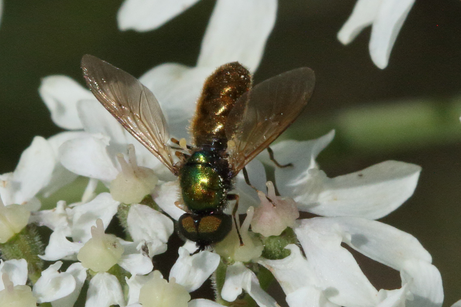 chloromyia_formosa2md