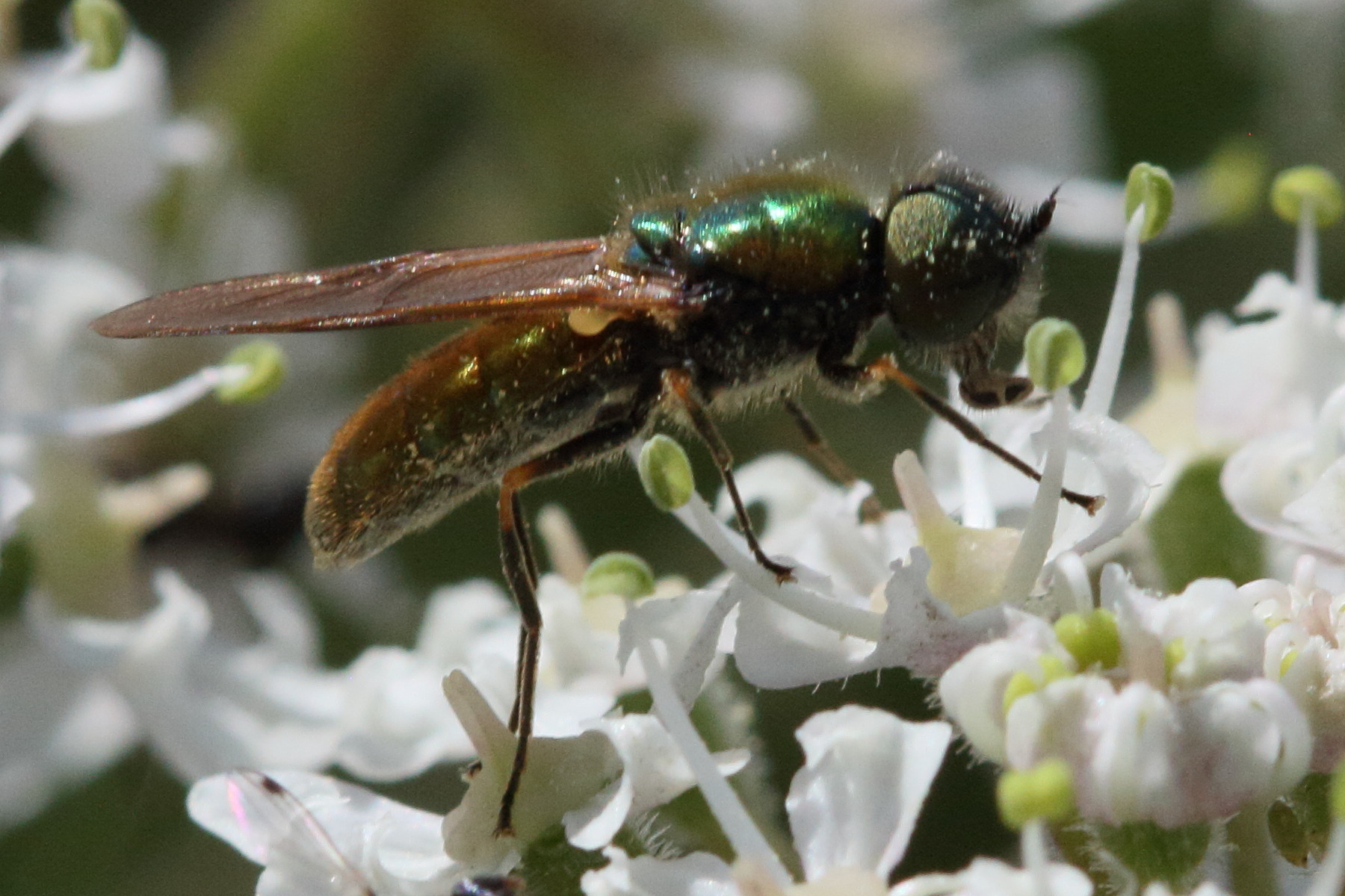 chloromyia_formosa3md