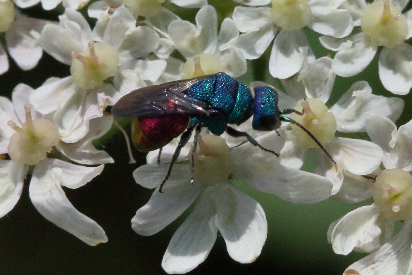 Afficher le média chrysis_ignita3md chrysis_ignita3md