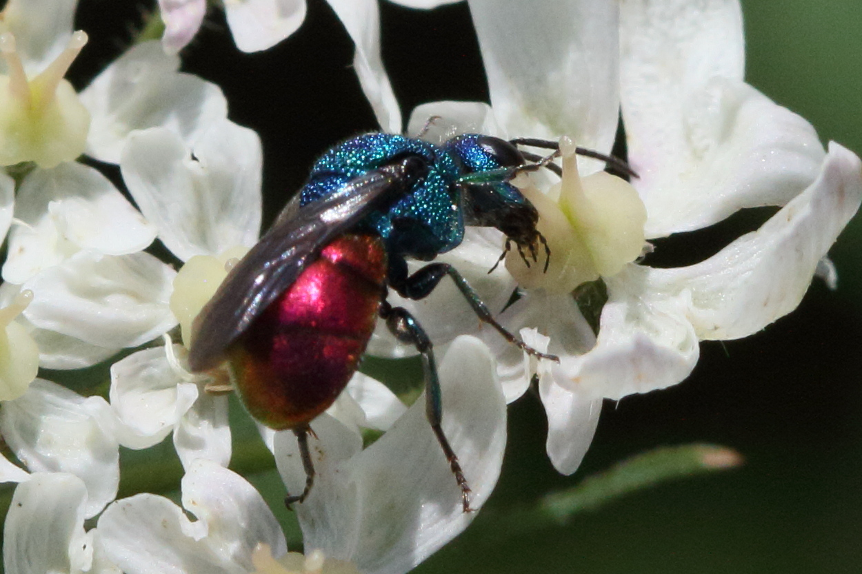 Afficher le média chrysis_ignita4md chrysis_ignita4md