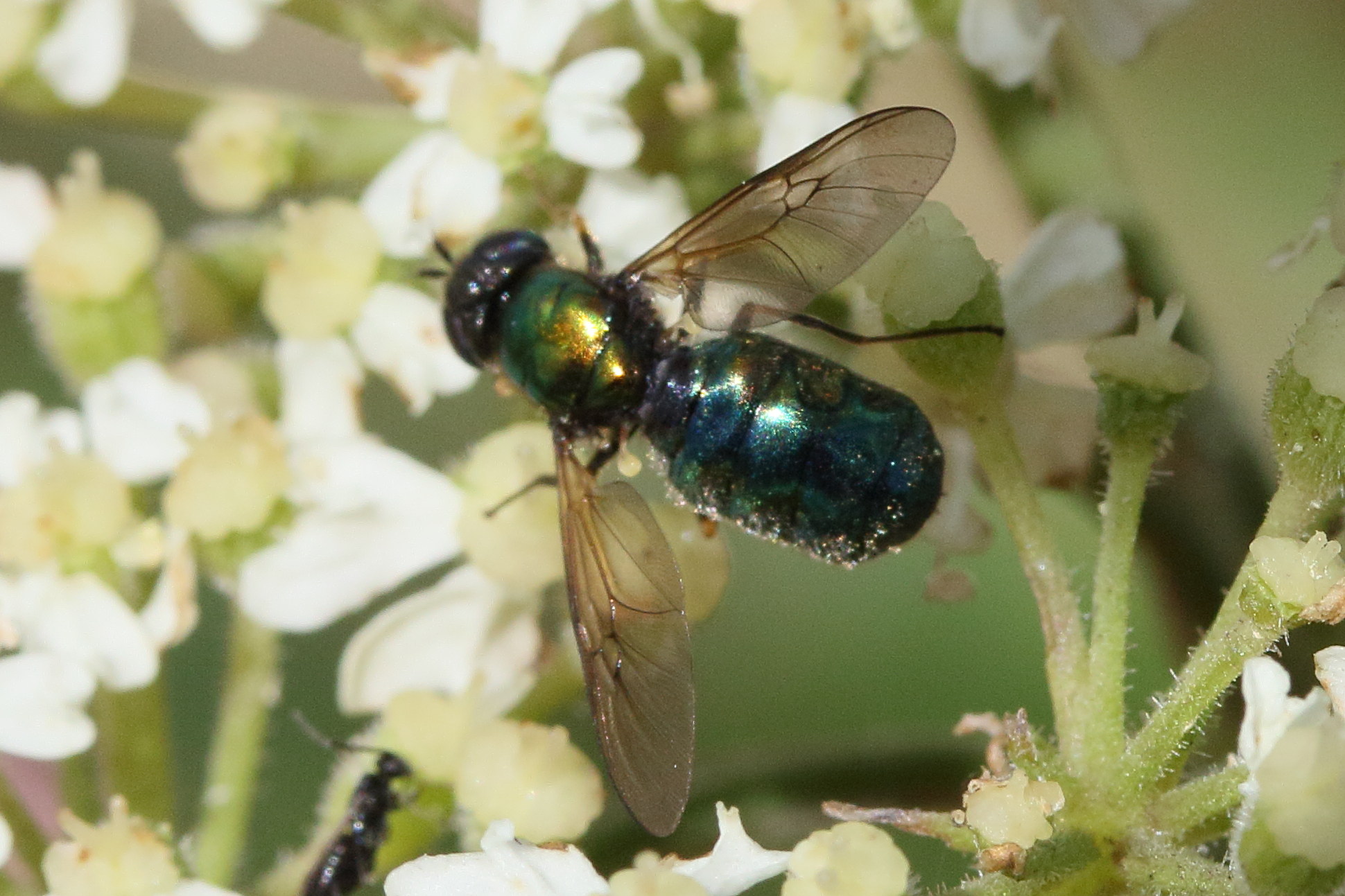 chloromyia_formosa4md