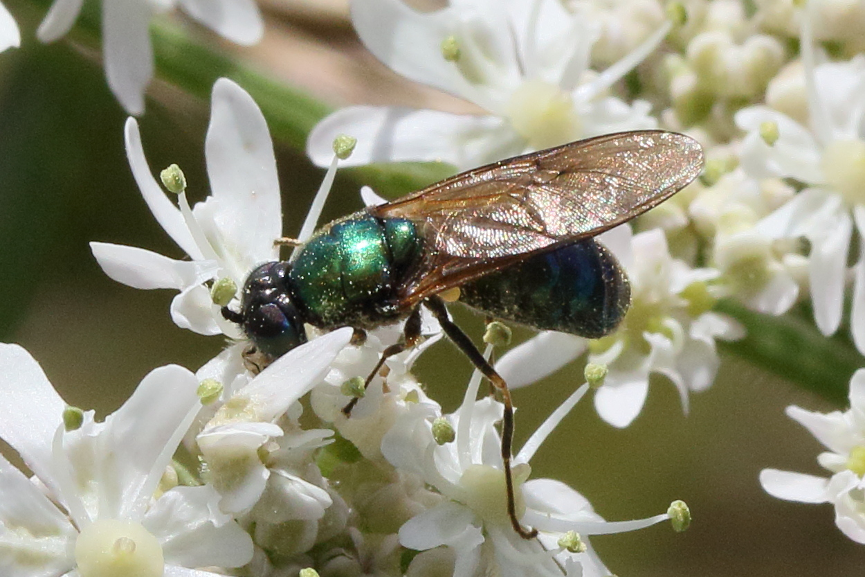 chloromyia_formosa5md