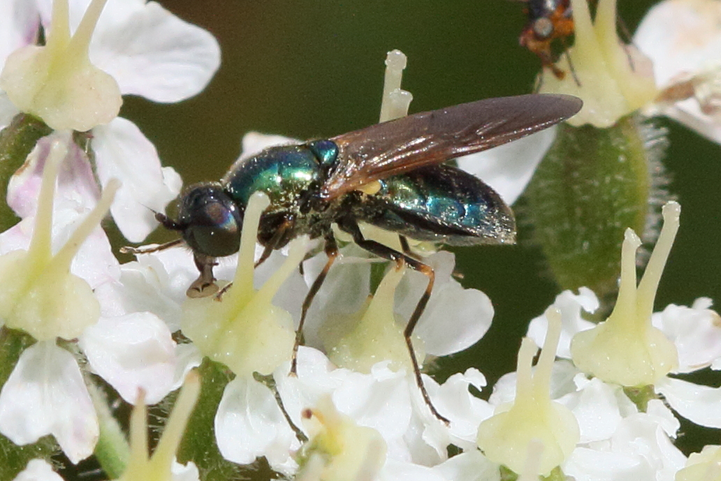 chloromyia_formosa6bd
