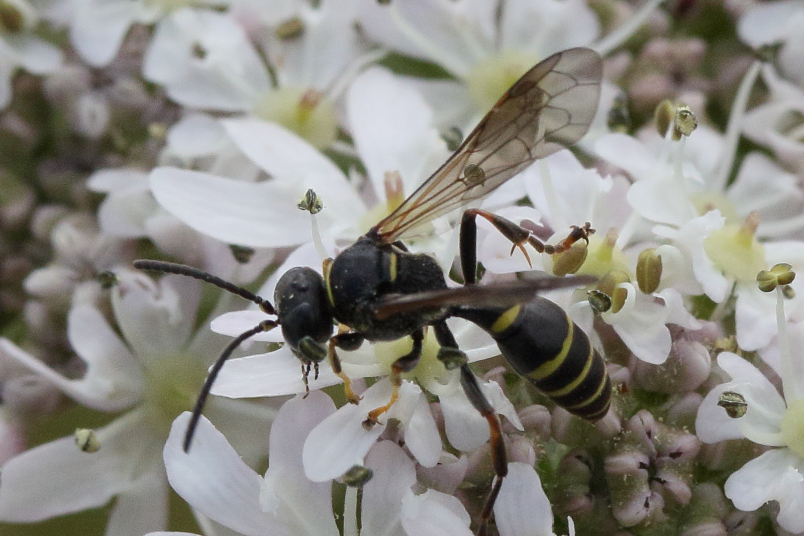 gorytes_quinquecinctus1md