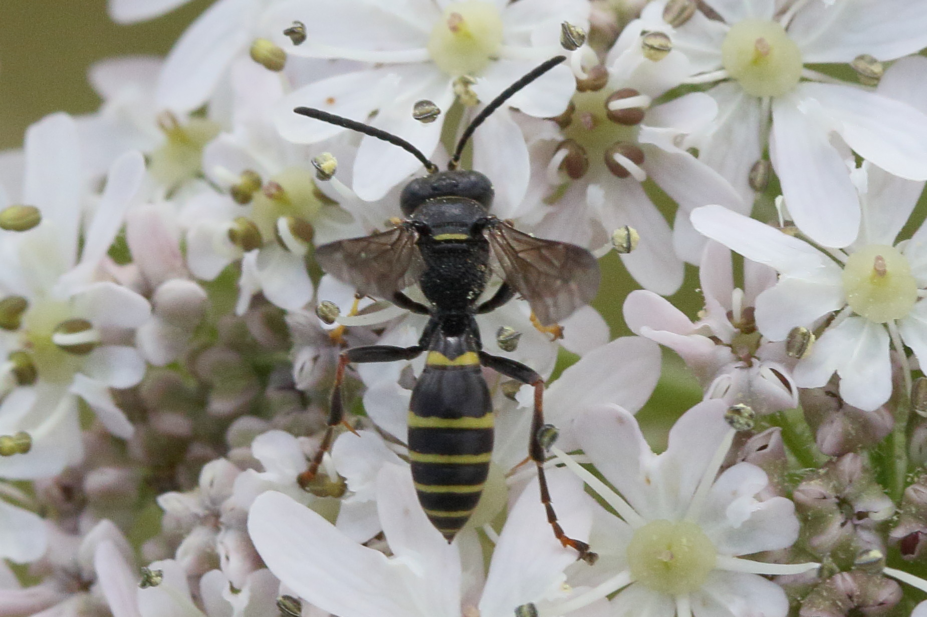 gorytes_quinquecinctus2md