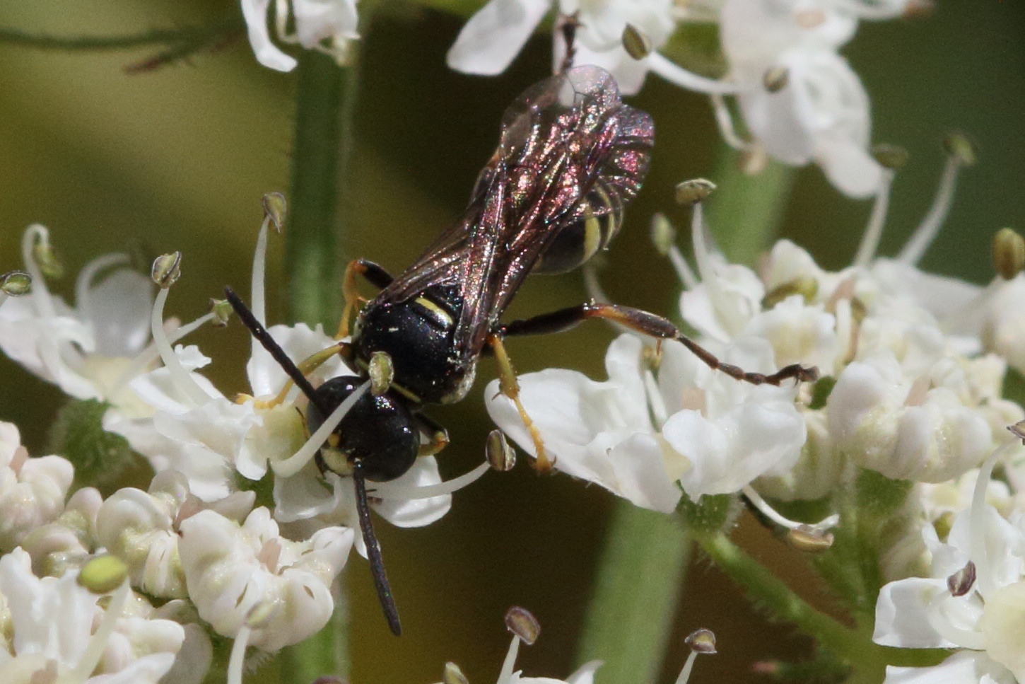 gorytes_quinquecinctus3bd