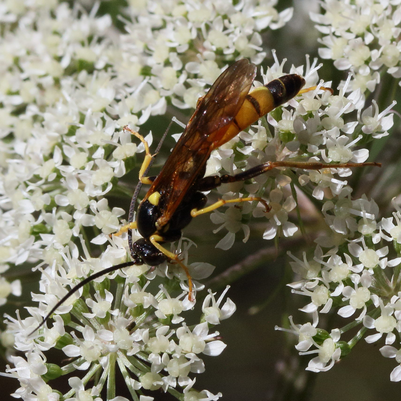 amblyteles_armatorius3md