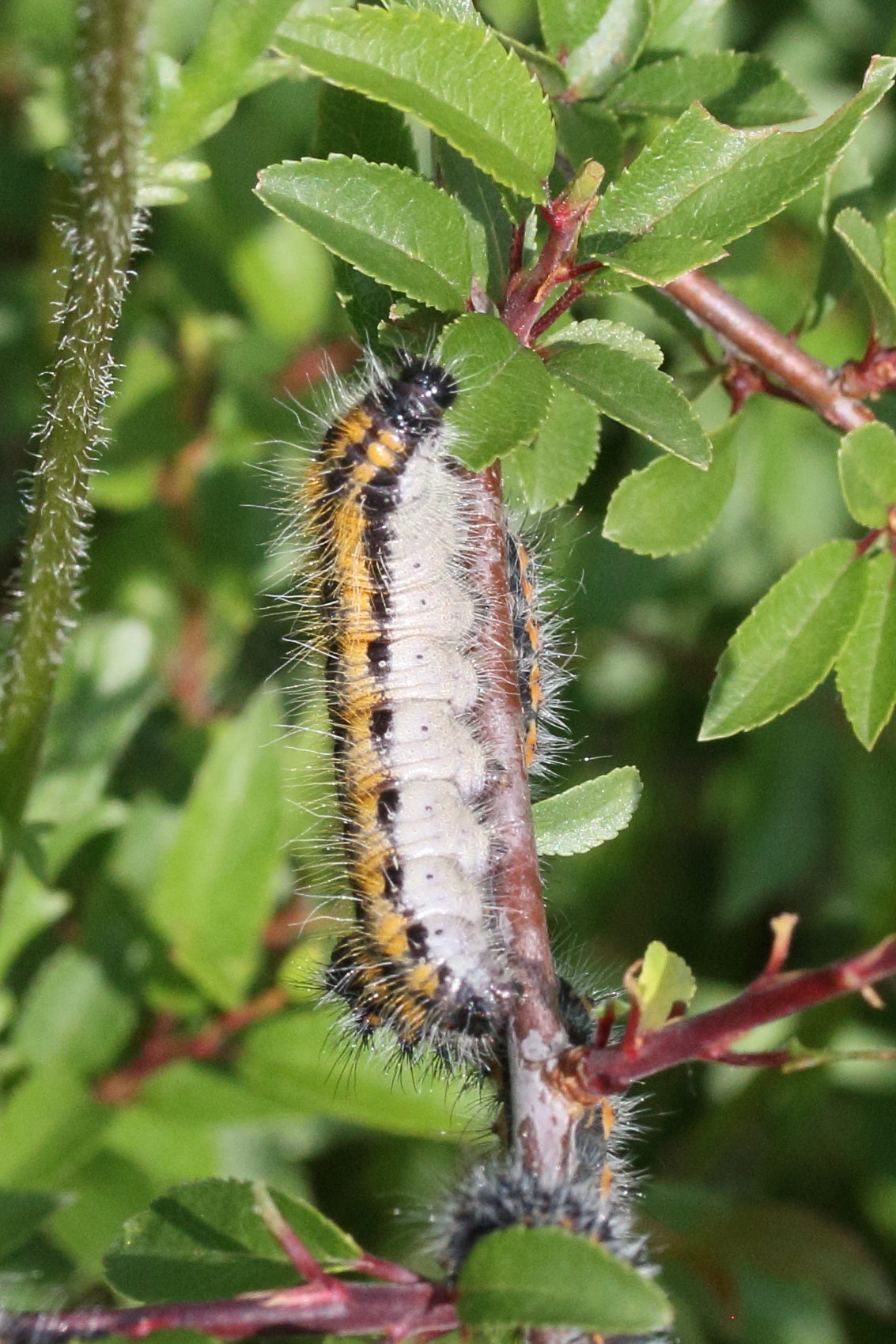 aporia_crataegi_ch4md