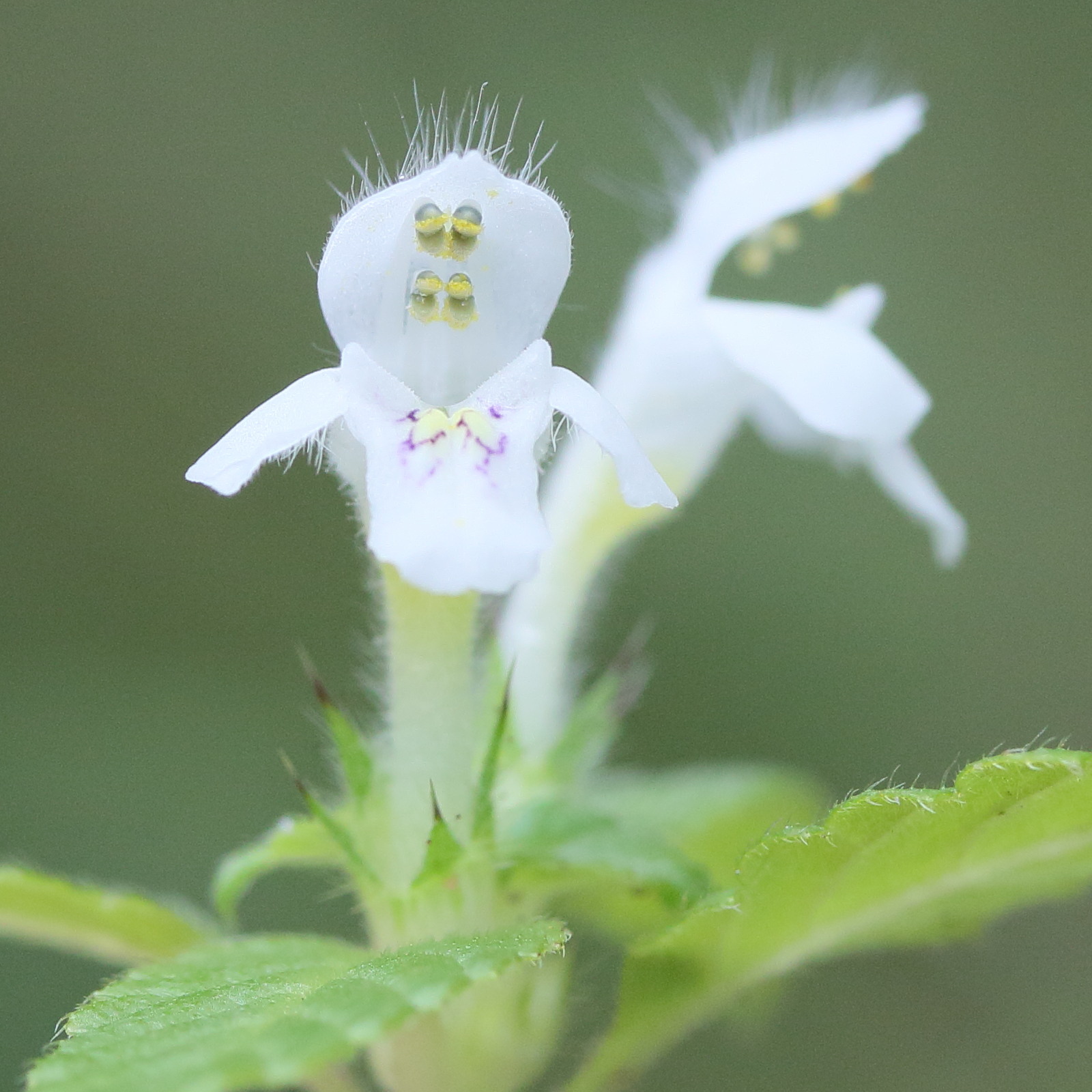 galeopsis_tetrahit6md