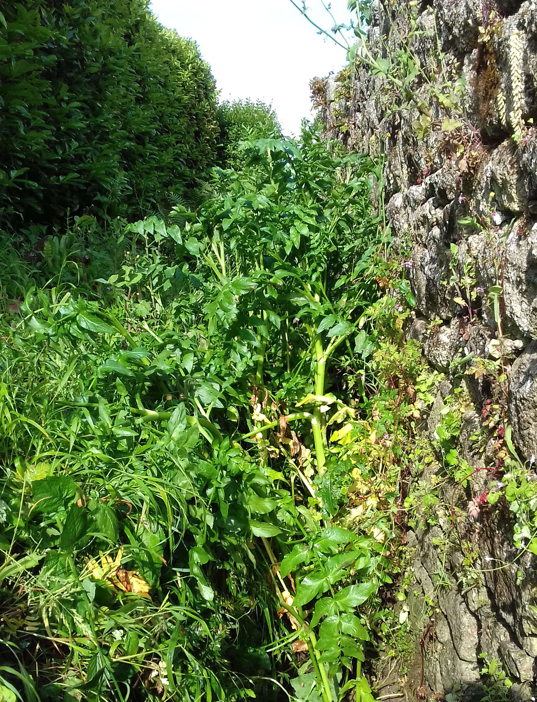 Afficher le média helosciadium_nodiflorum10bd helosciadium_nodiflorum10bd