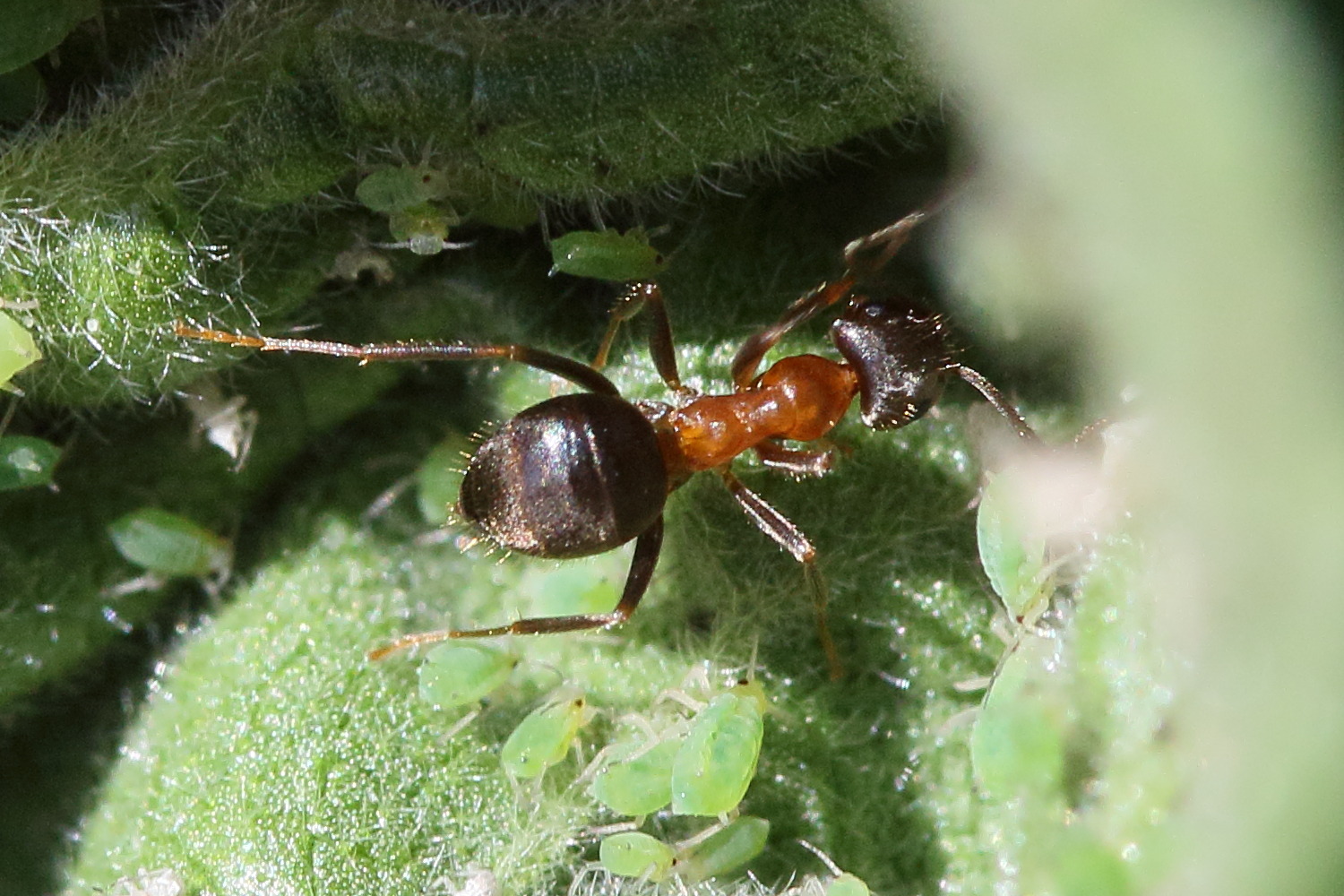lasius_emarginatus3mdjpg