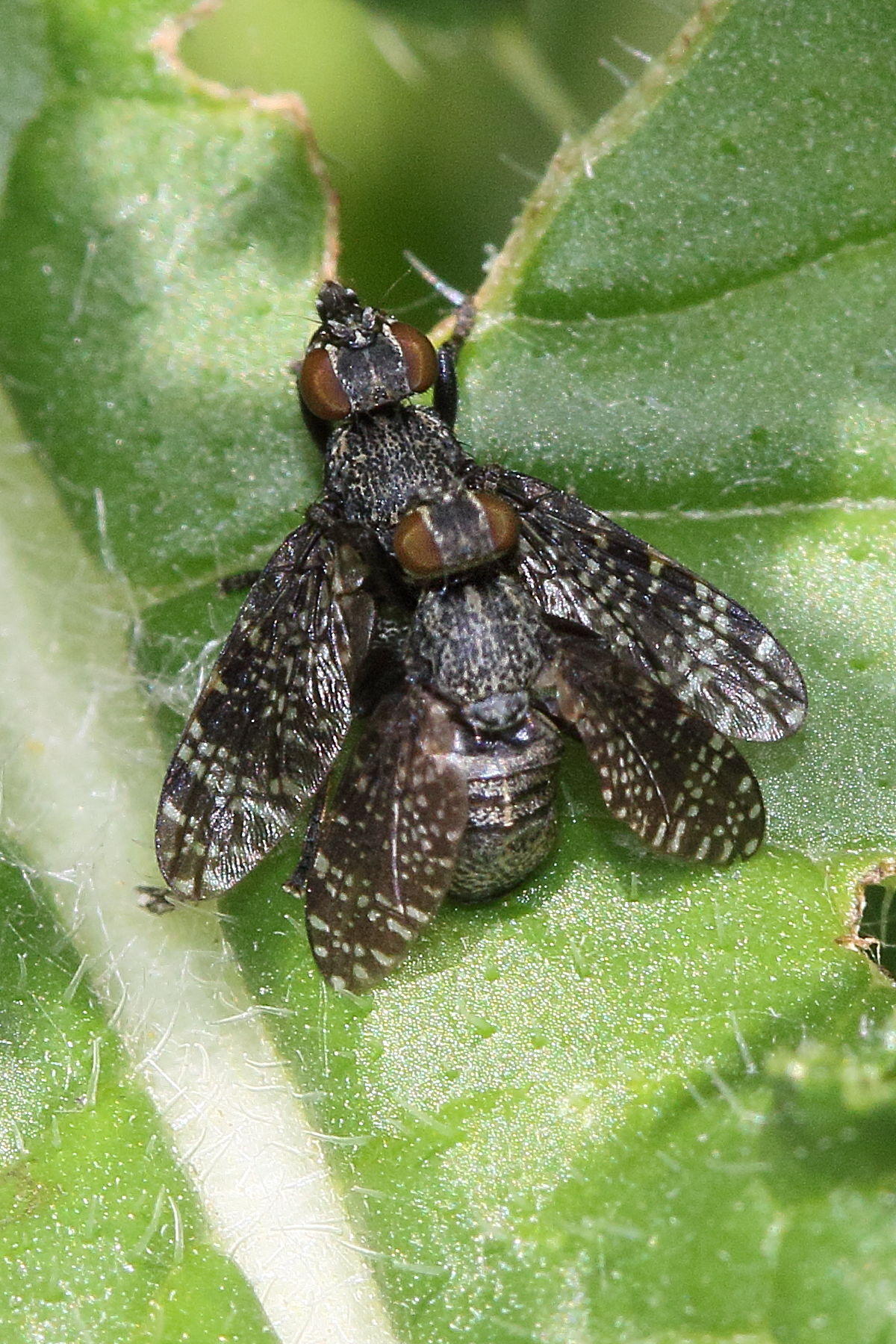 platystoma_seminationis1md