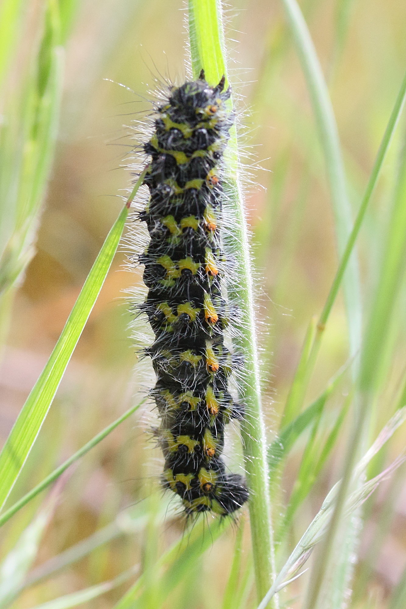 saturnia_pavonia_ch6md