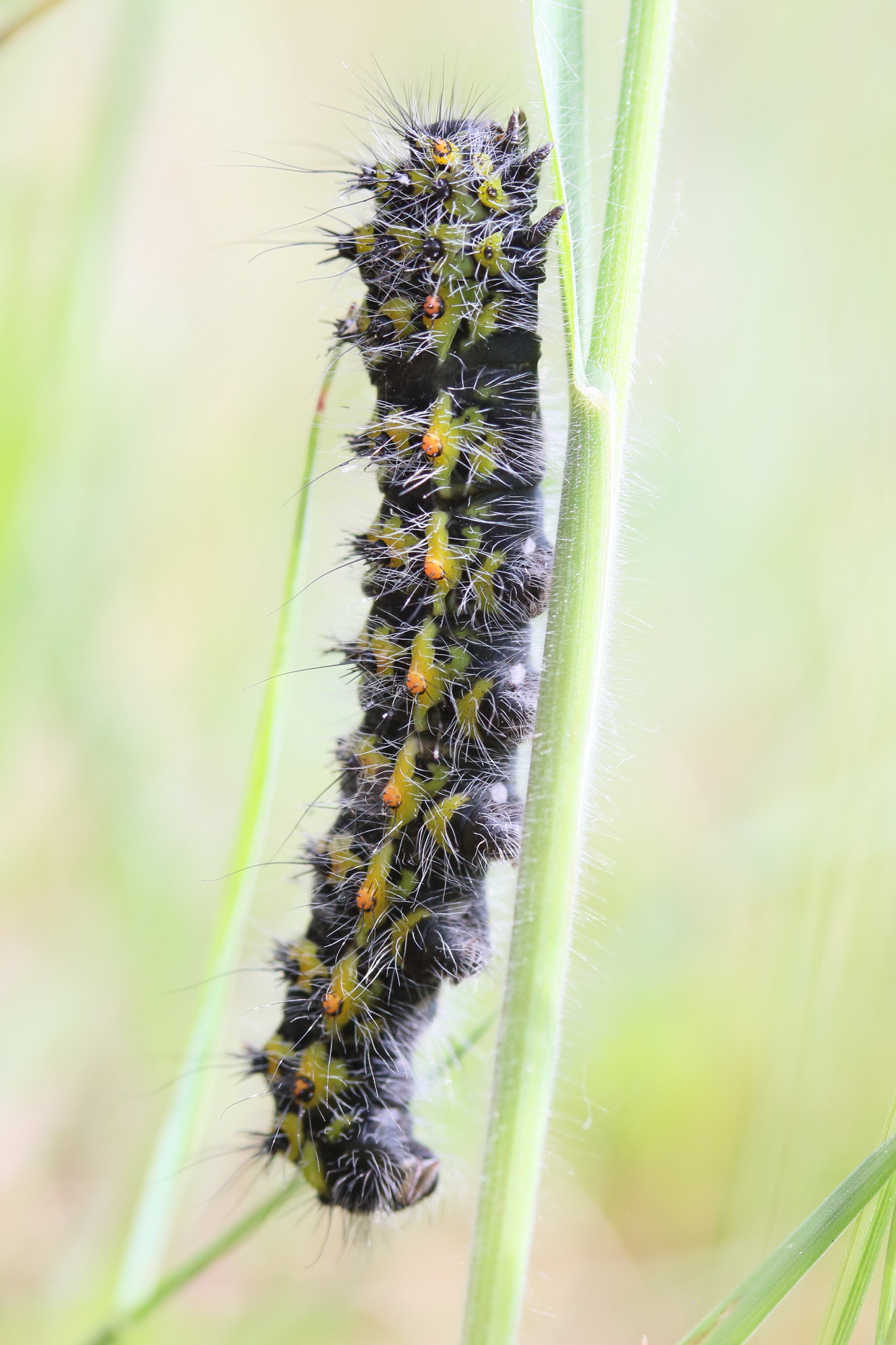 saturnia_pavonia_ch7md