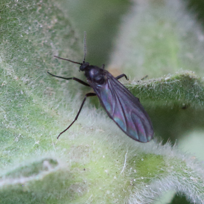 Afficher le média sciara_gr_analis2bd sciara_gr_analis2bd