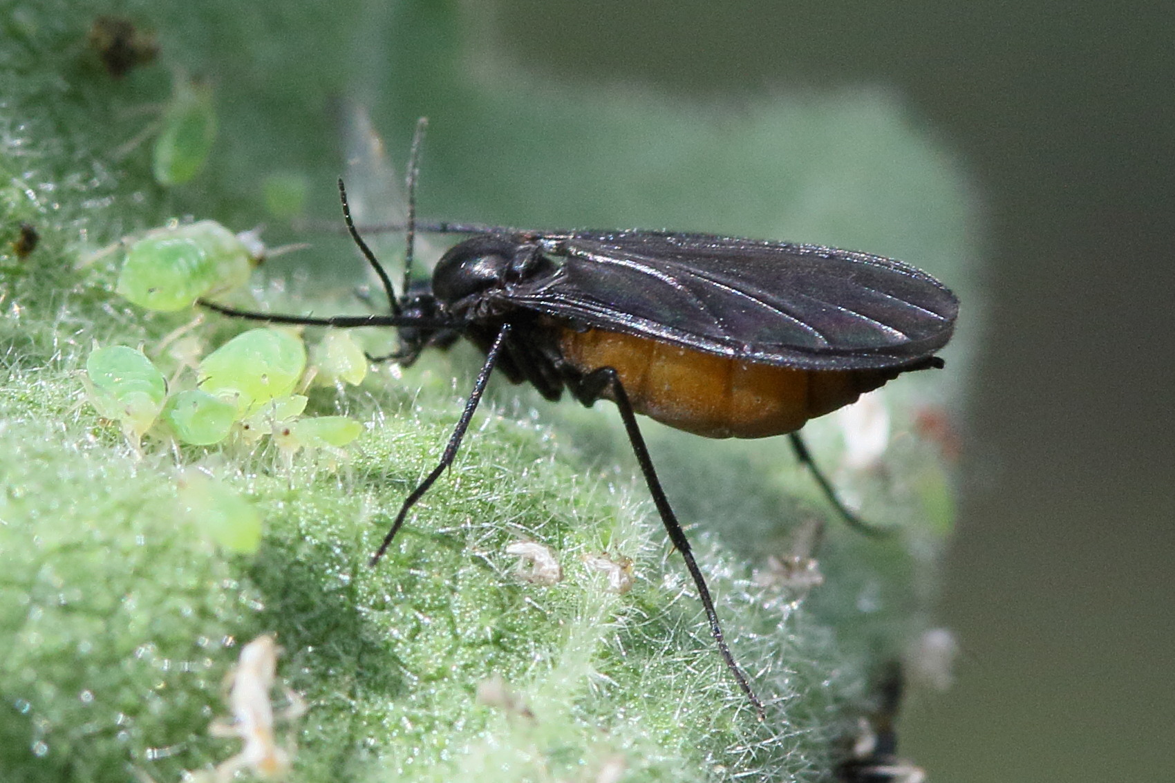 Afficher le média sciara_gr_analis3md sciara_gr_analis3md