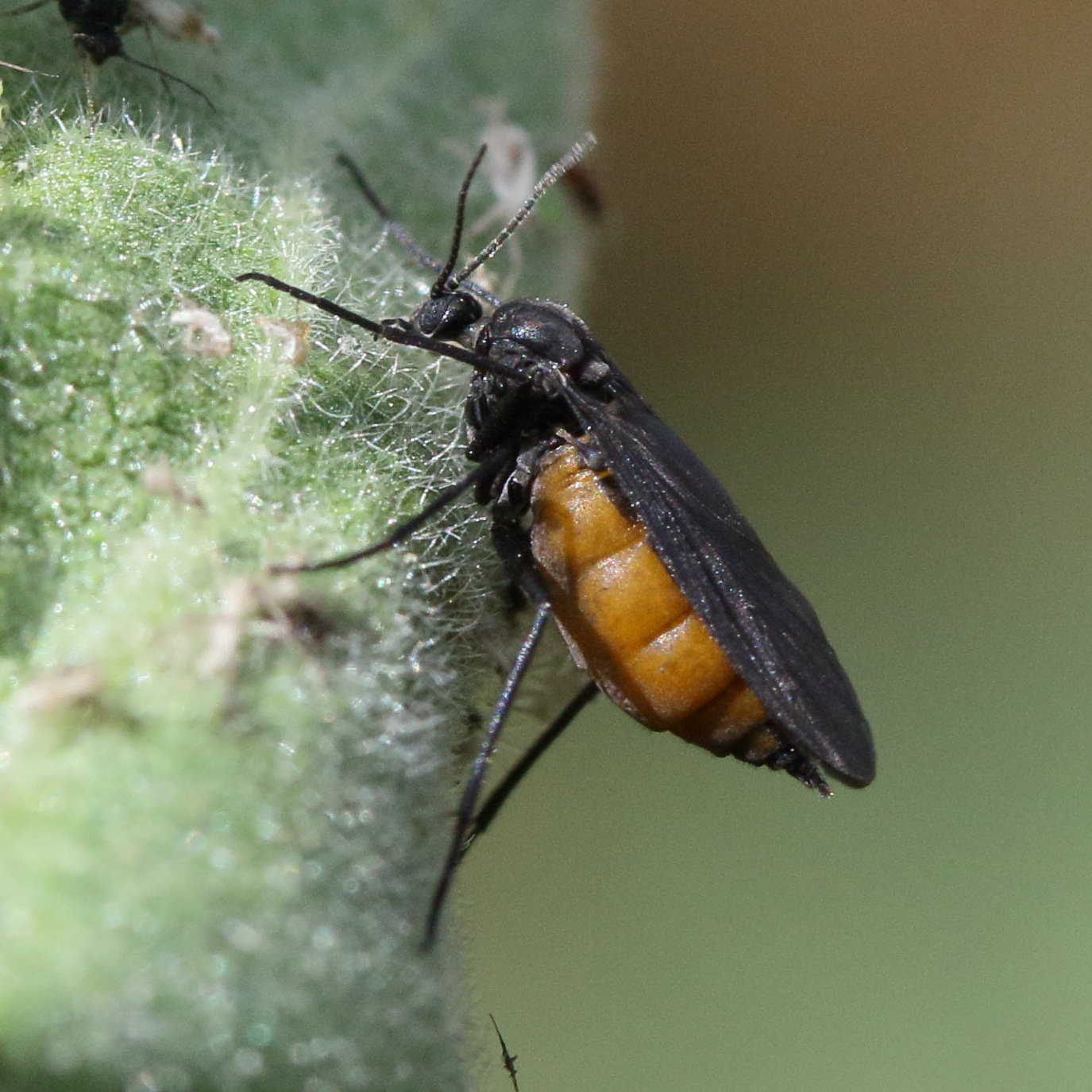 Afficher le média sciara_gr_analis4md sciara_gr_analis4md