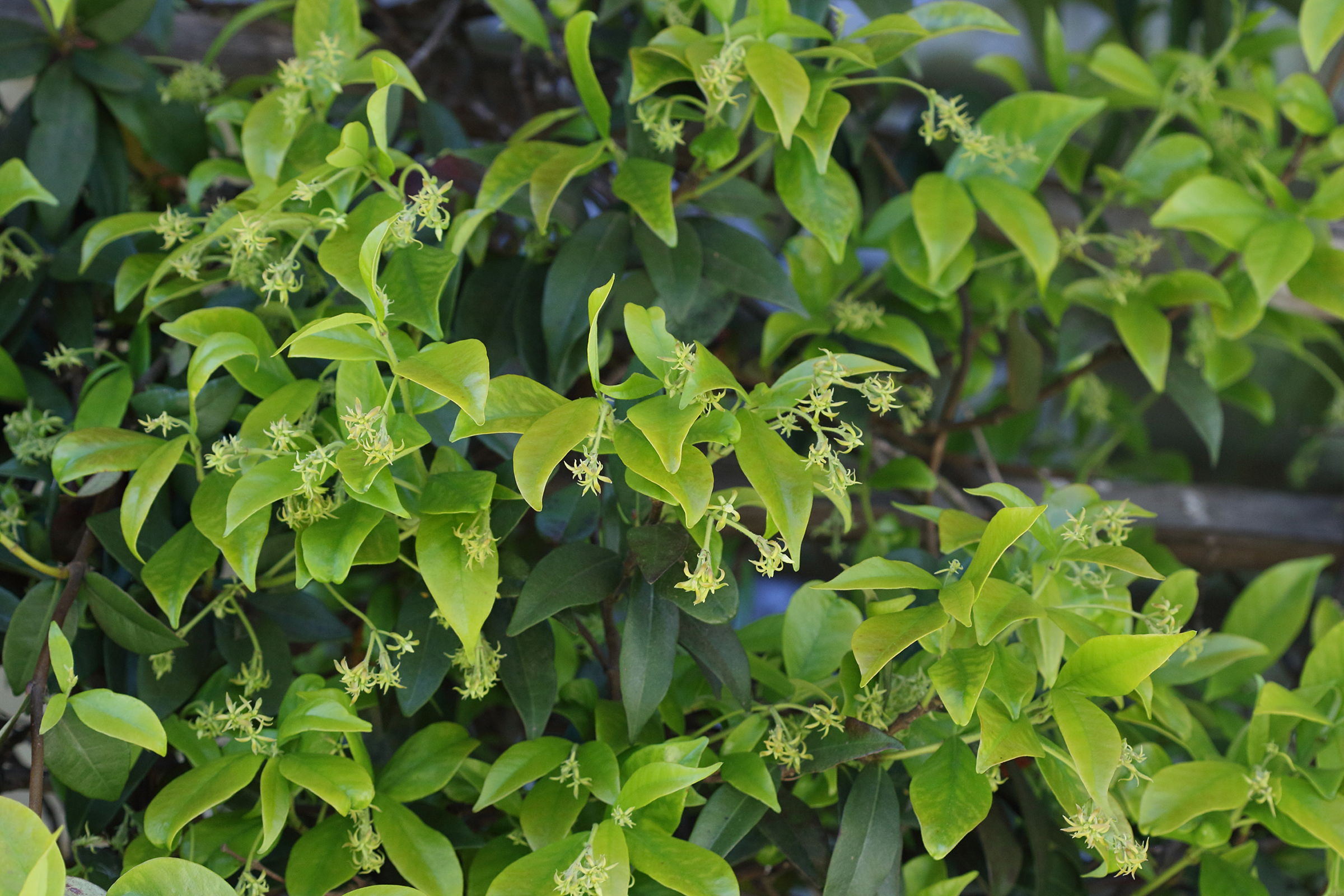 trachelospermum_jasminoides5bd