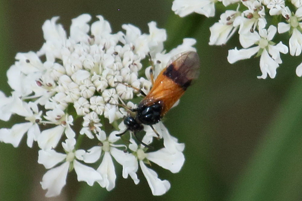 arge_cyanocrocera1bd