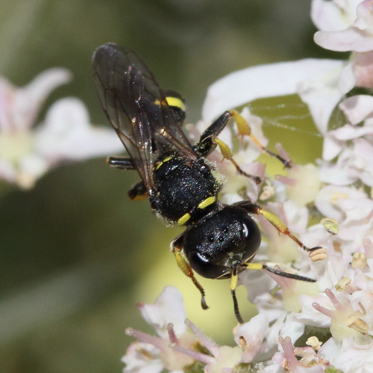 ectemnius_continuus2md