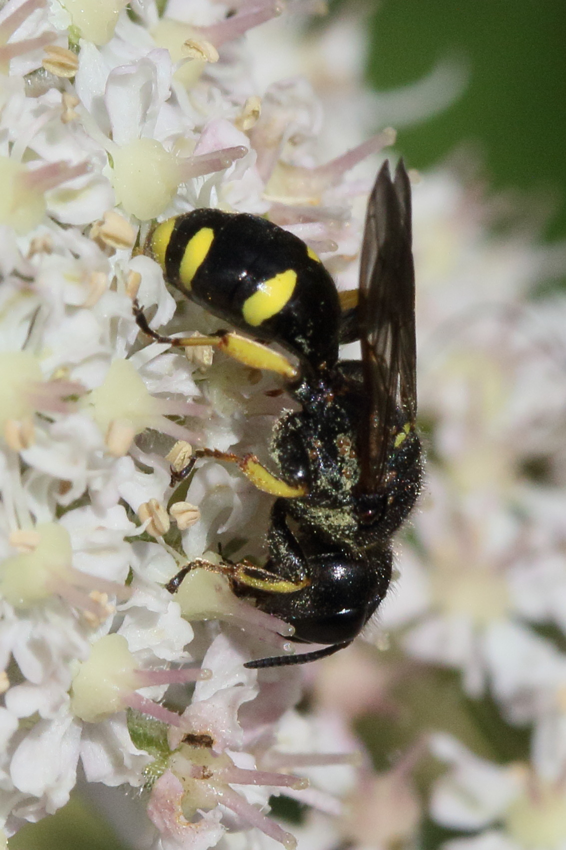 ectemnius_continuus3md