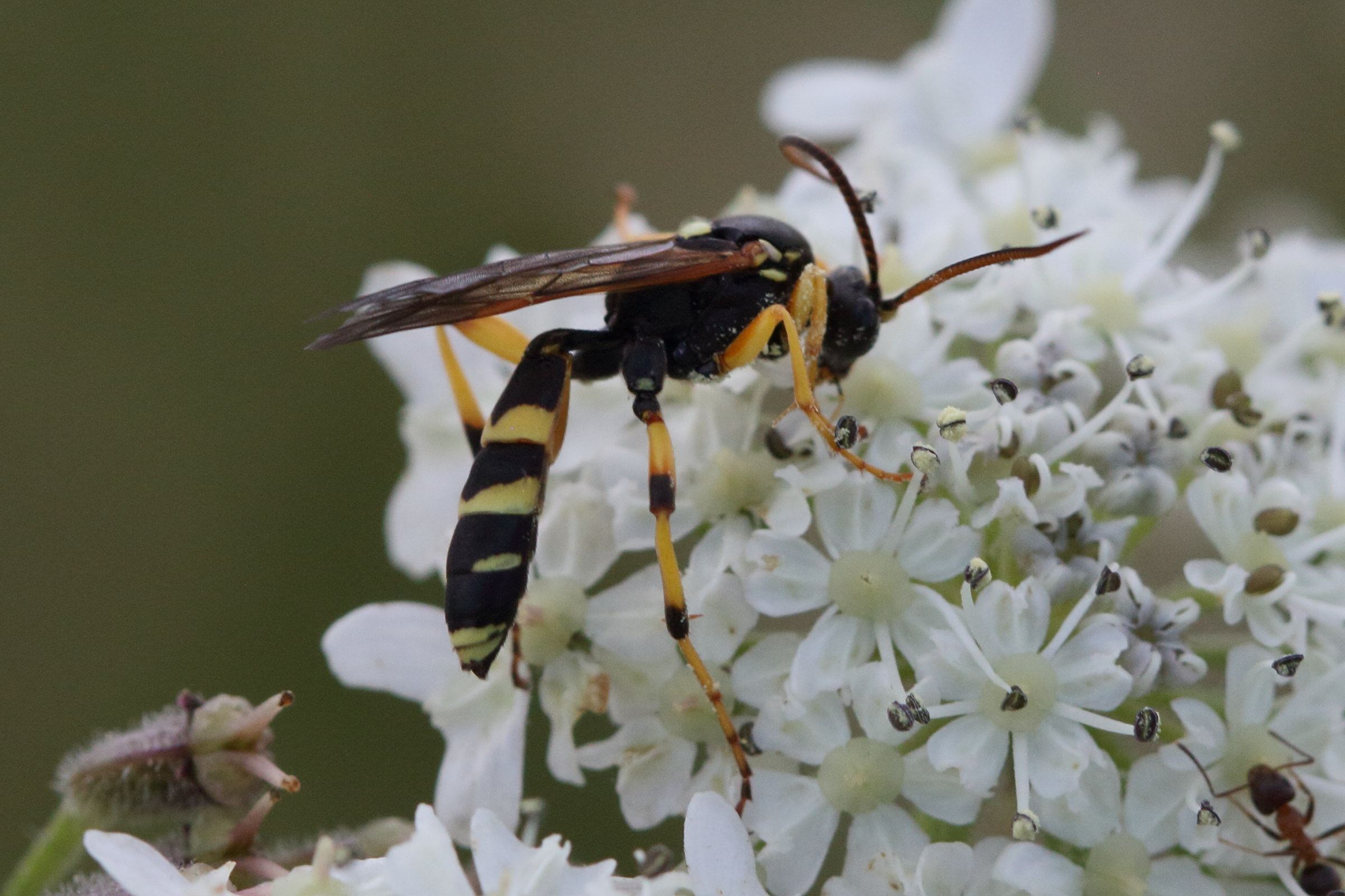 ichneumon_sarcitorius1bd