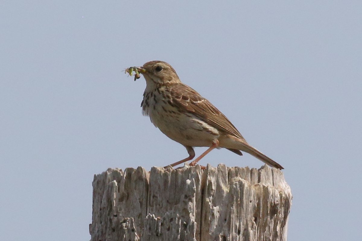 alouette_des_champs_-_alauda_arvensis4bd