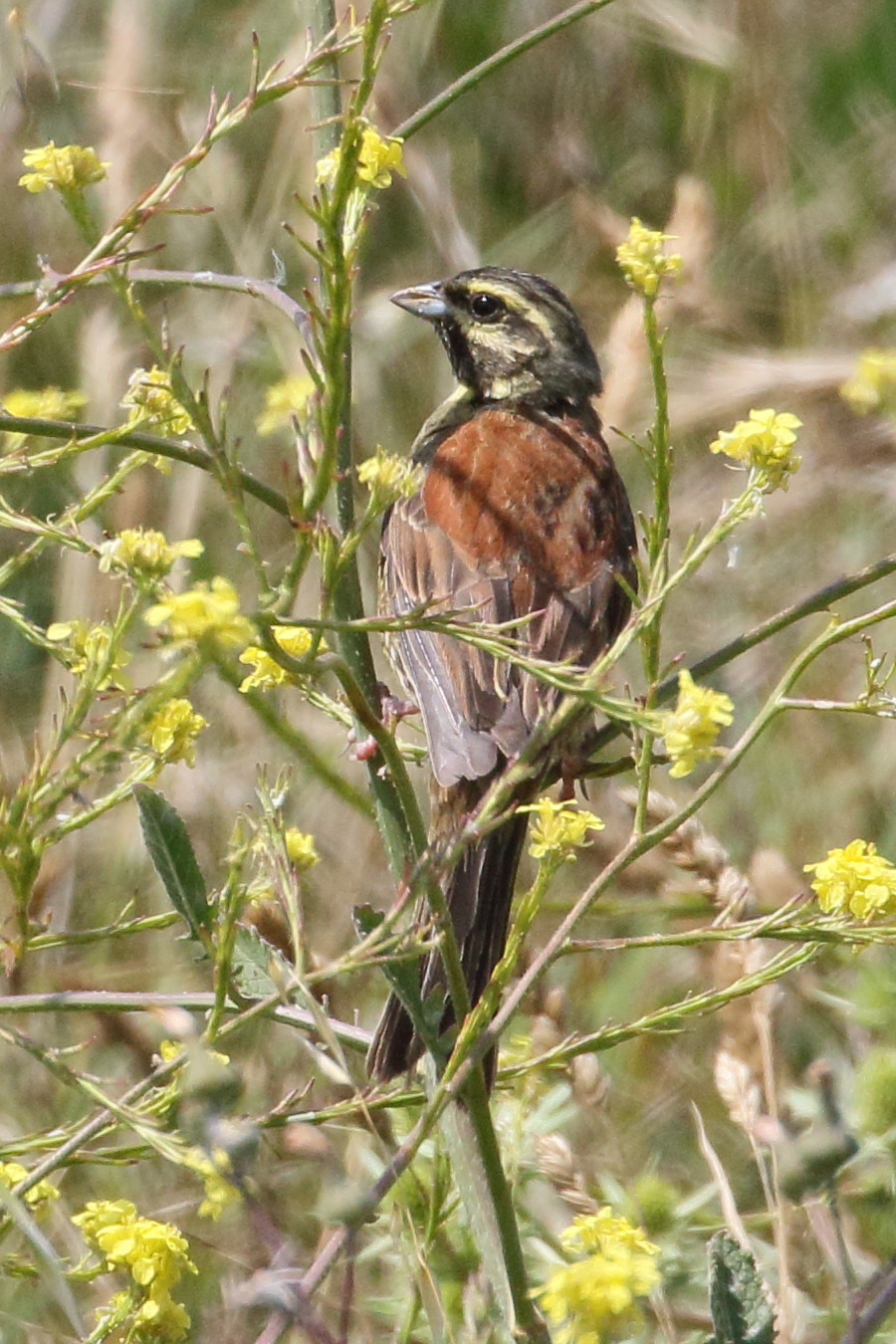 bruant_des roseaux_-_emberiza_schoeniclus8bd