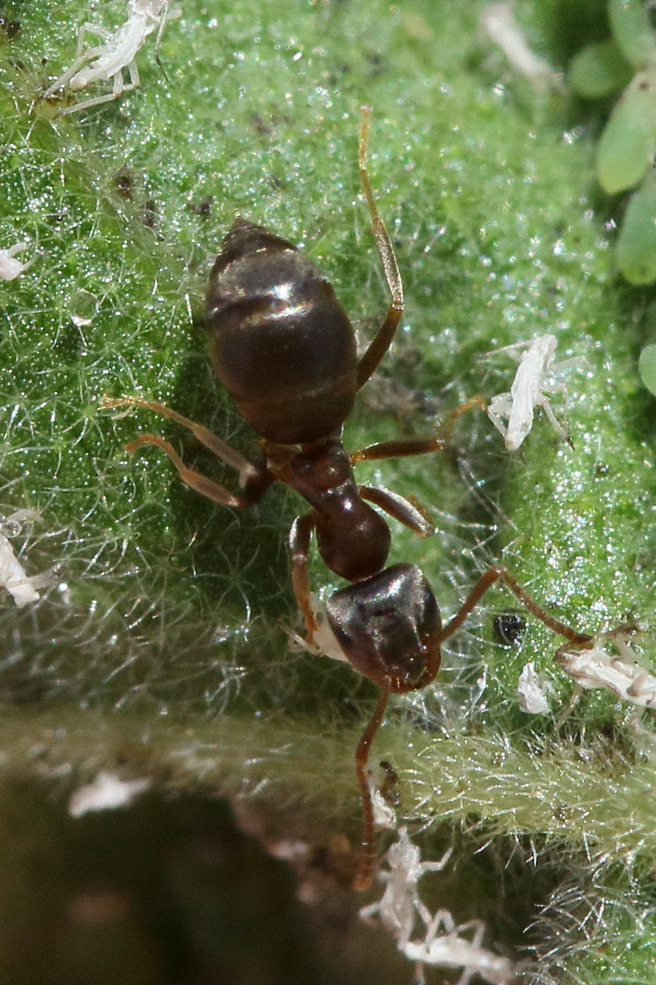 lasius_niger1md
