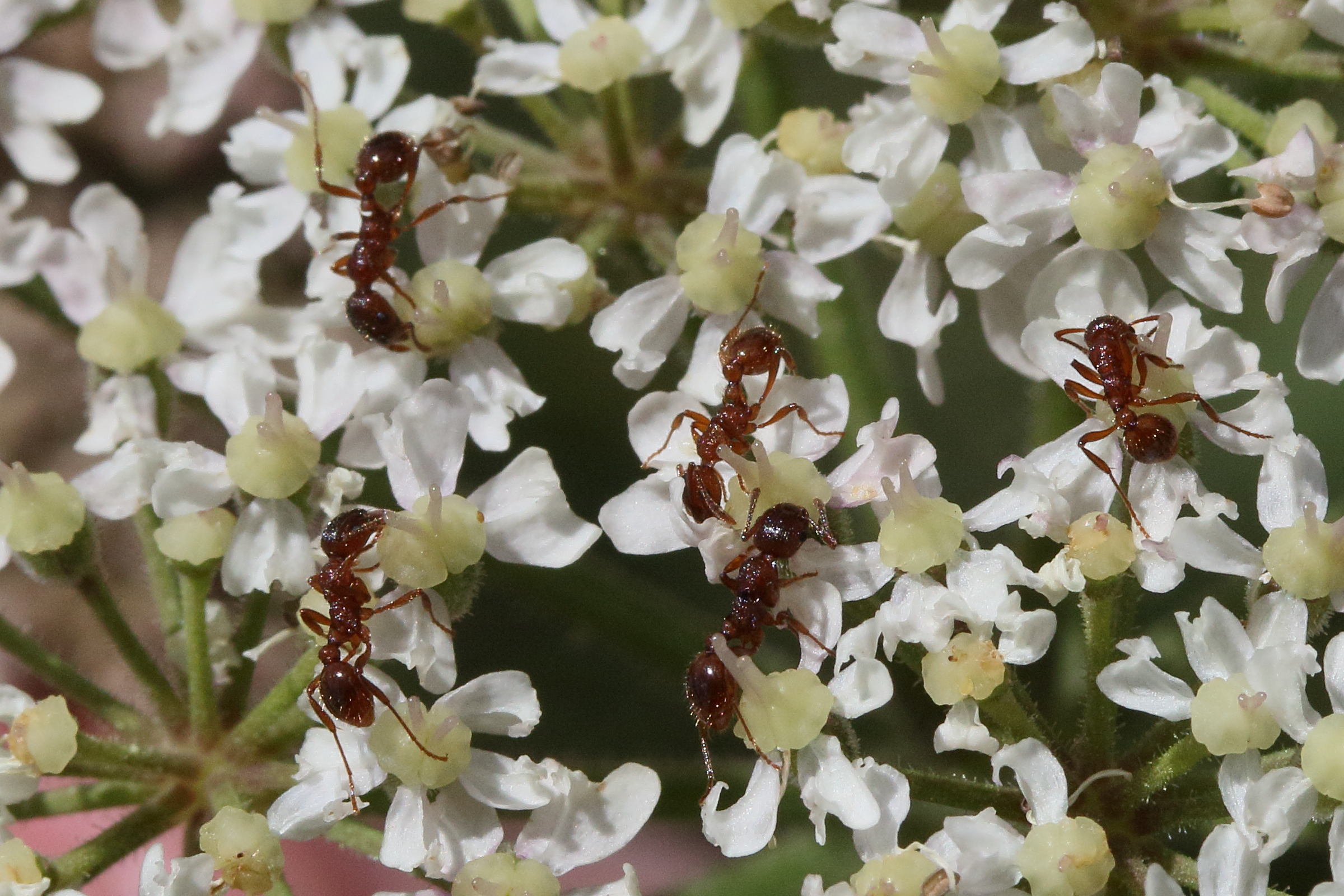 myrmica_rubra2md
