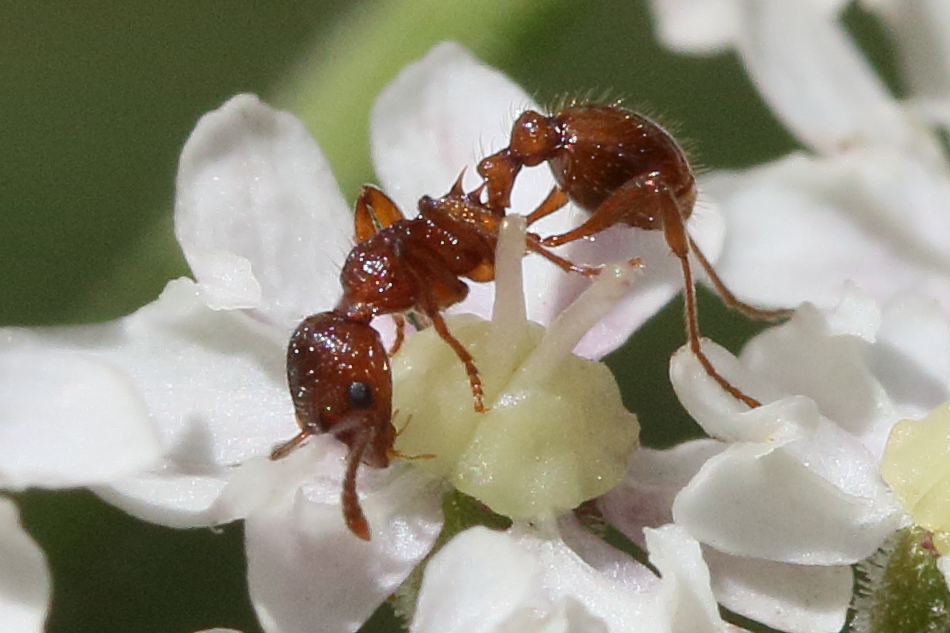 myrmica_rubra3md