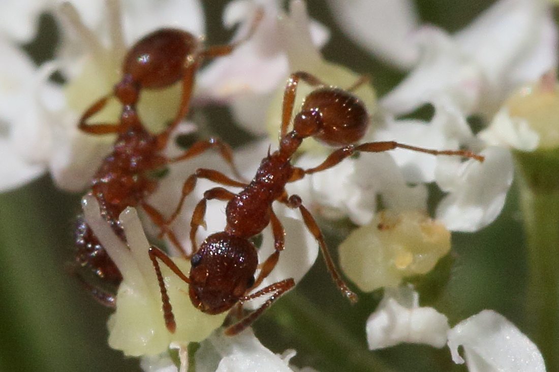 myrmica_rubra4md