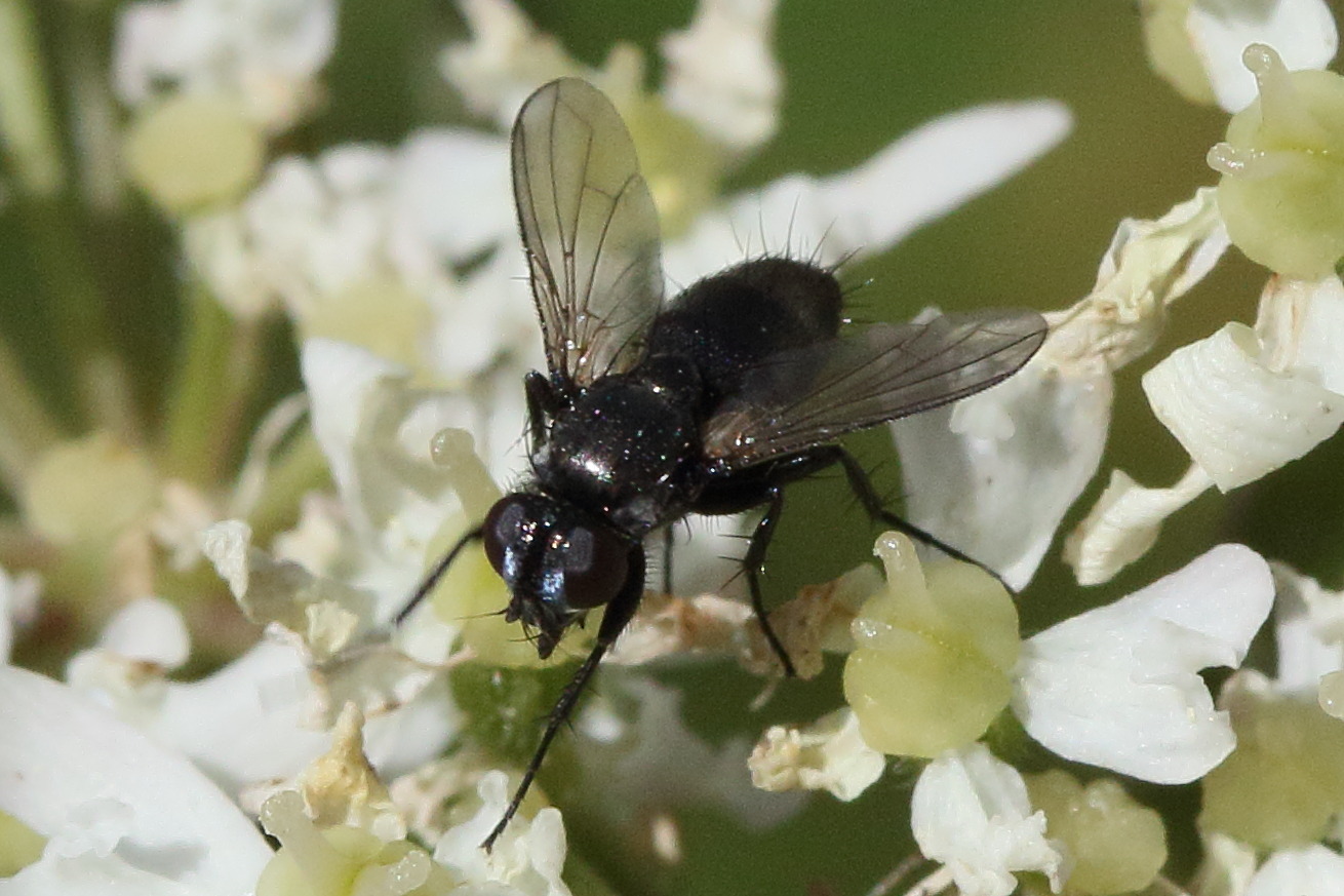 rhinophora_lepida1md