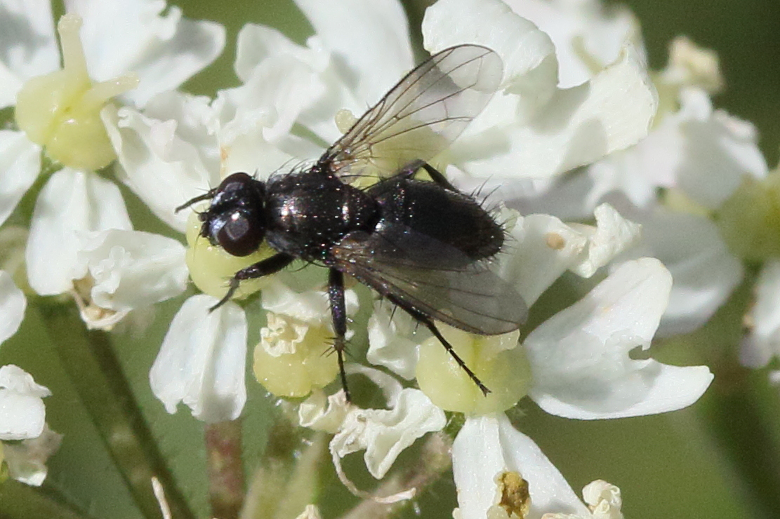 rhinophora_lepida2md