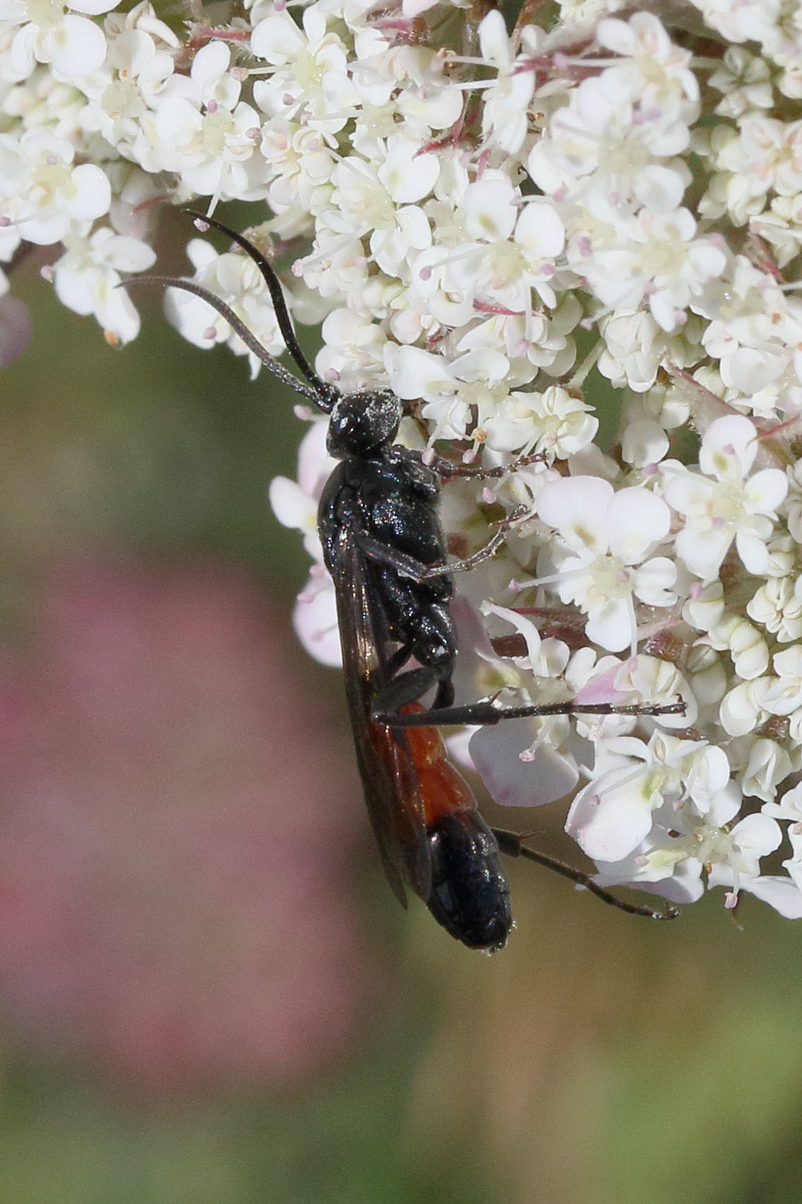 Afficher le média sphex_funerarius3md sphex_funerarius3md