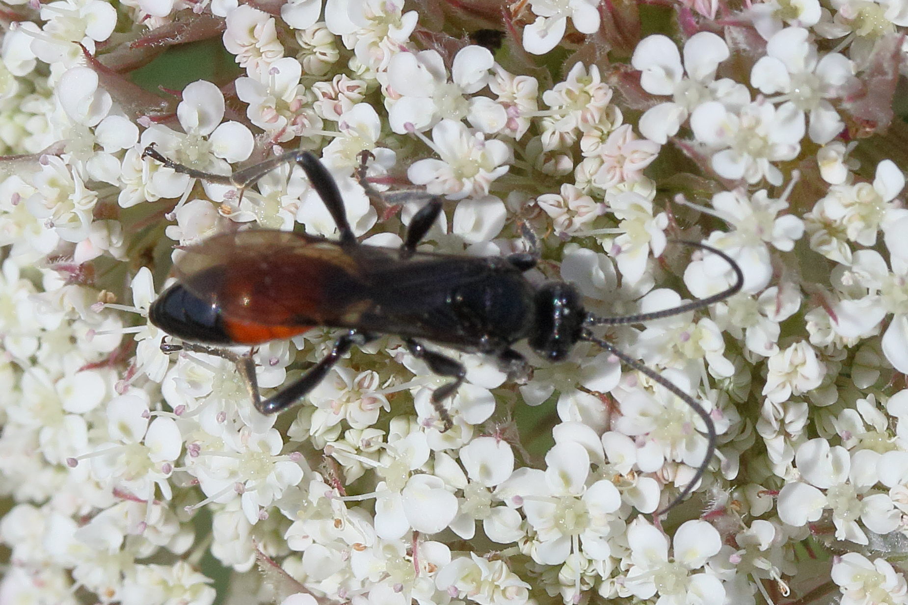 Afficher le média sphex_funerarius4md sphex_funerarius4md