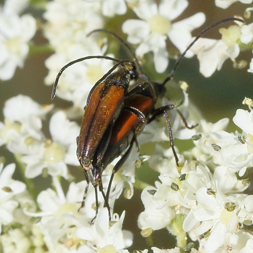 stenurella_melanura4md