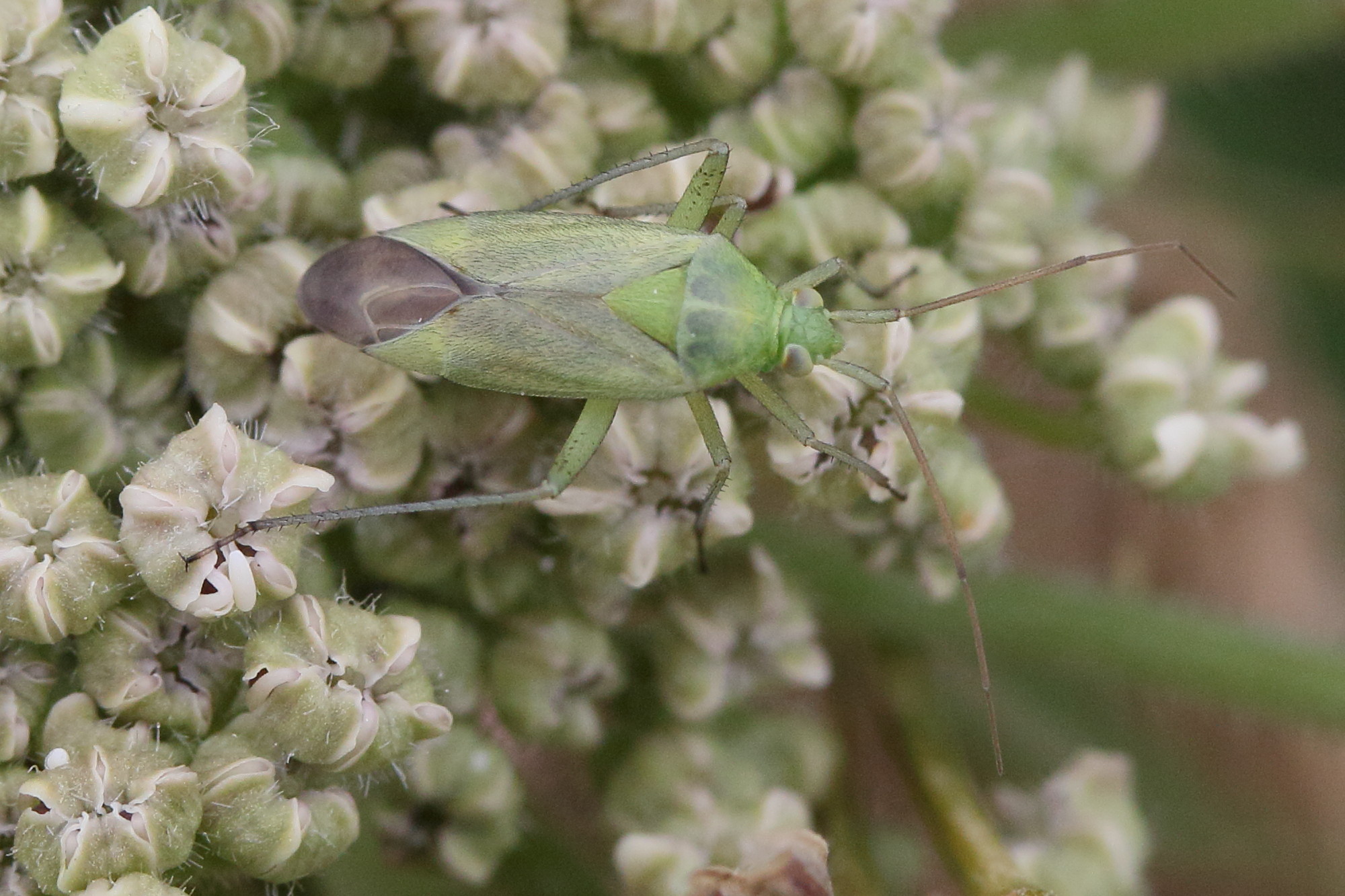 closterotomus_norwegicus1md